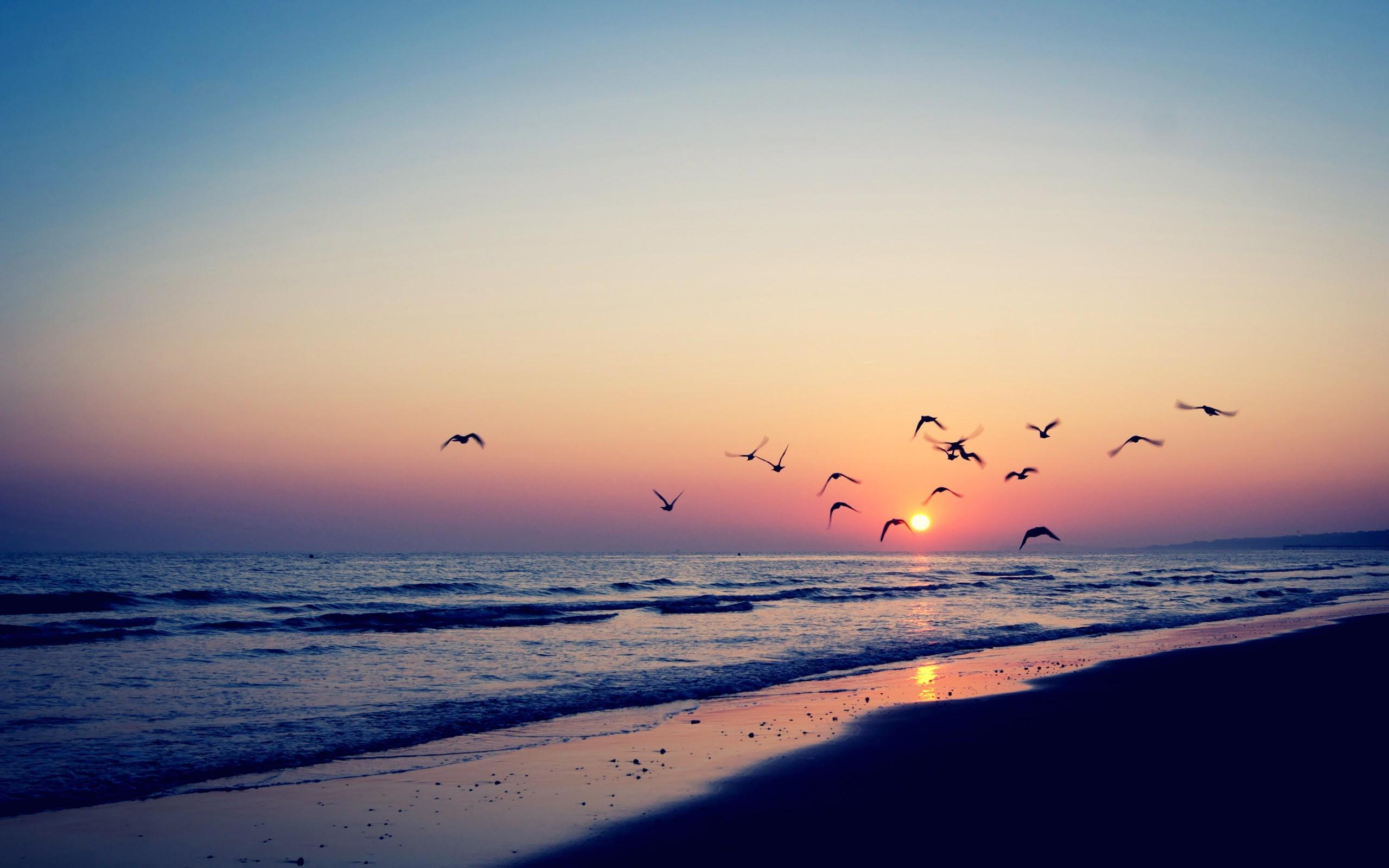 Bird silhouettes in the beach sunset wallpaper | other | Wallpaper ...