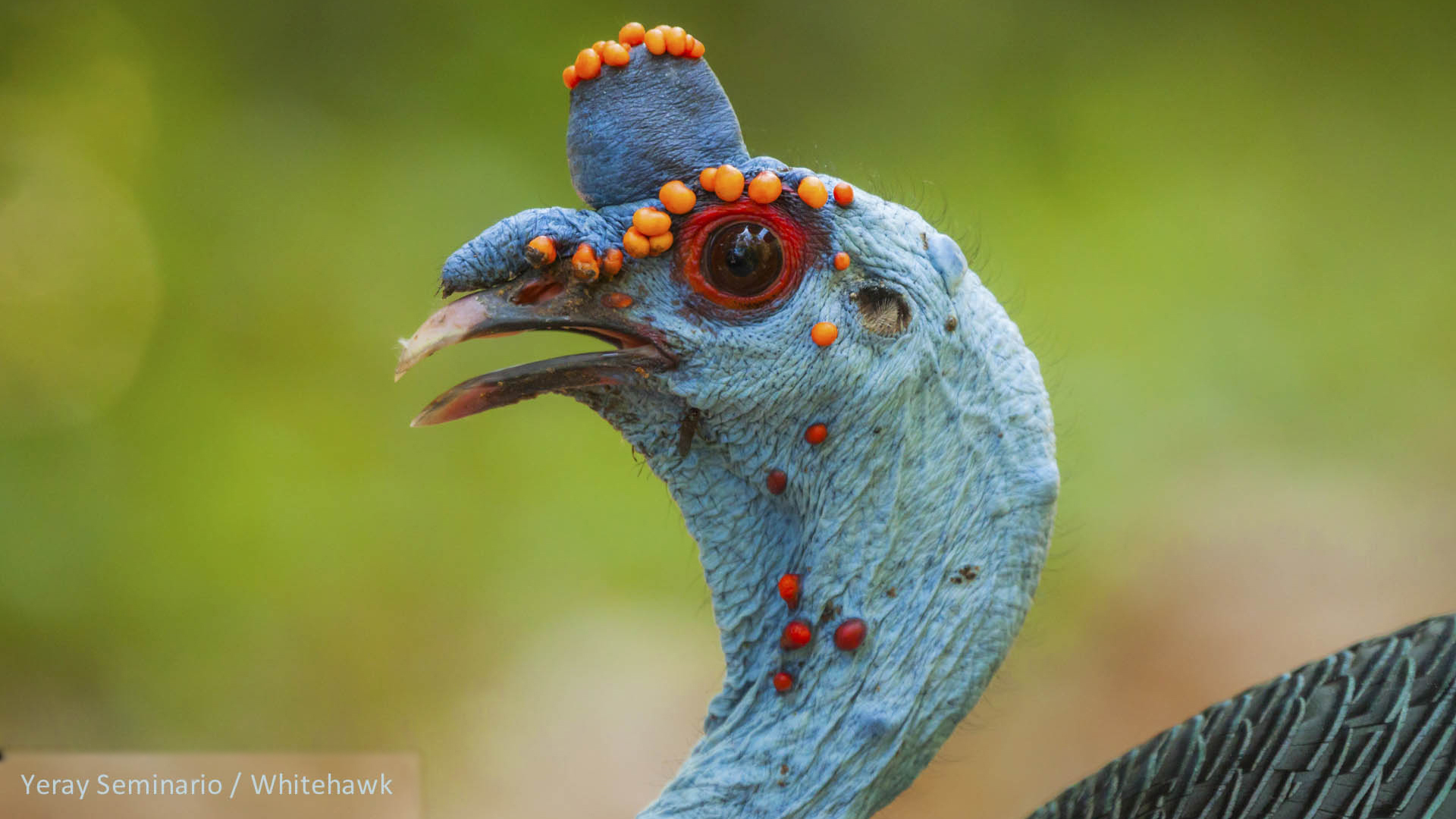 Ocellated turkey photo
