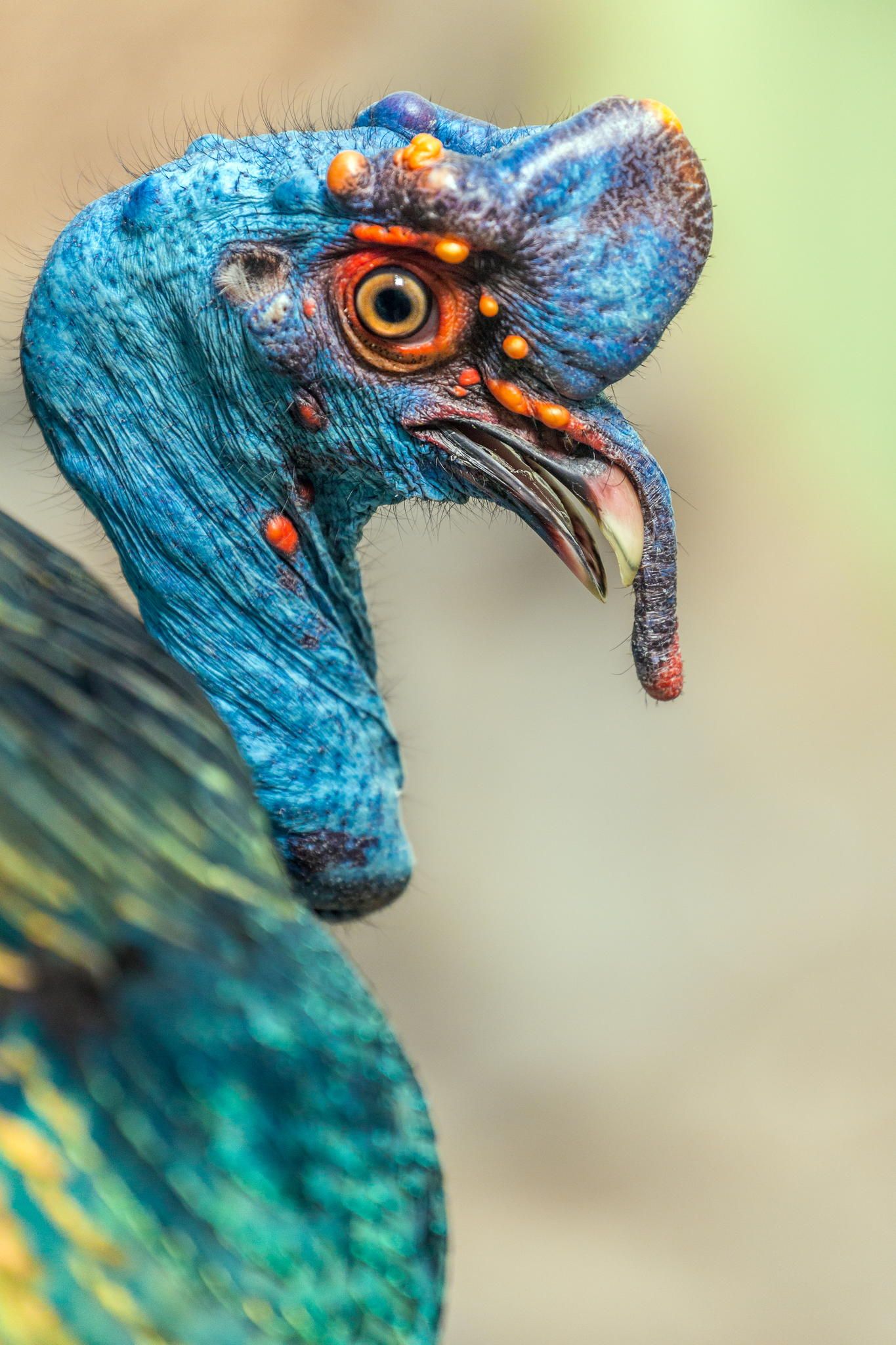 Ocellated Turkey - Eduardo showing us his sexy side | silly ...