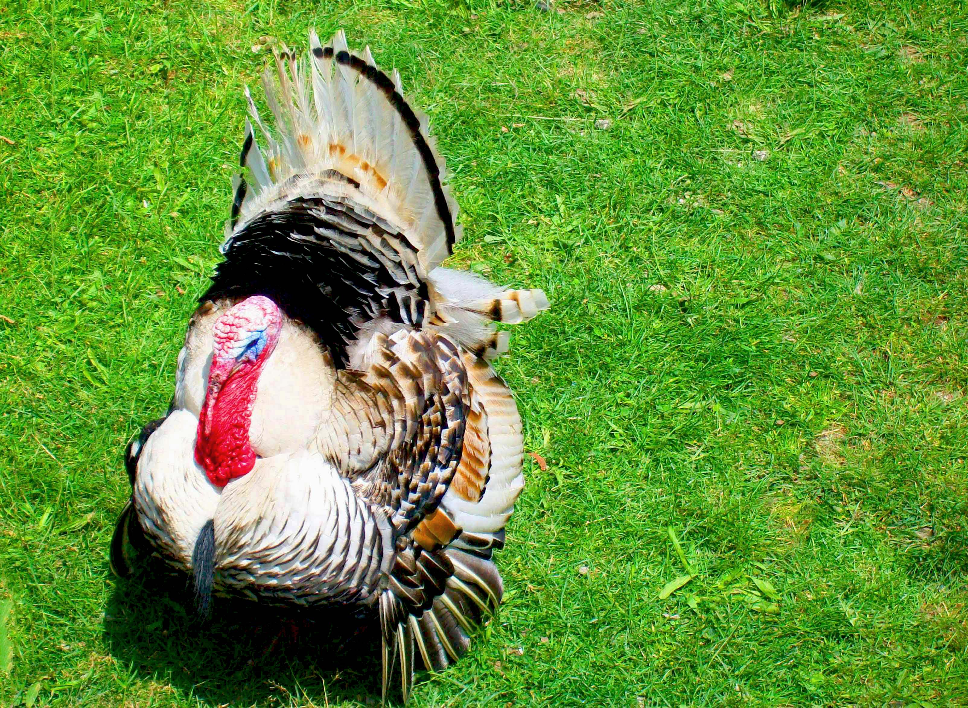 File:Ocellated turkey , peacock turkey.JPG - Wikimedia Commons