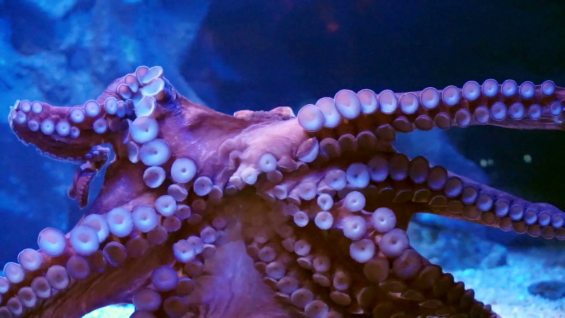 Giant octopus spreads tentacles and attach on glass at the aquarium ...