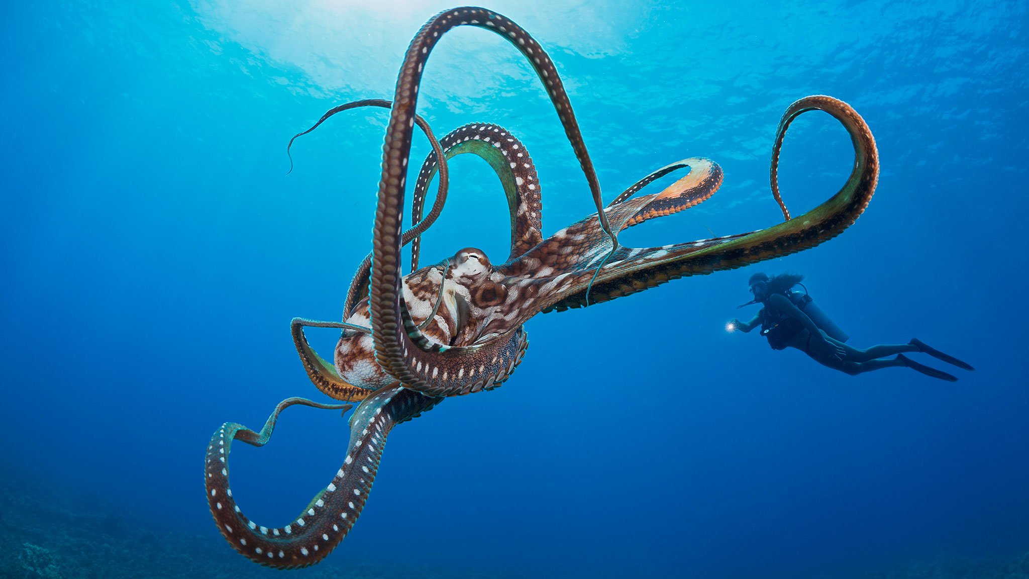 What the octopus tells us about human intelligence