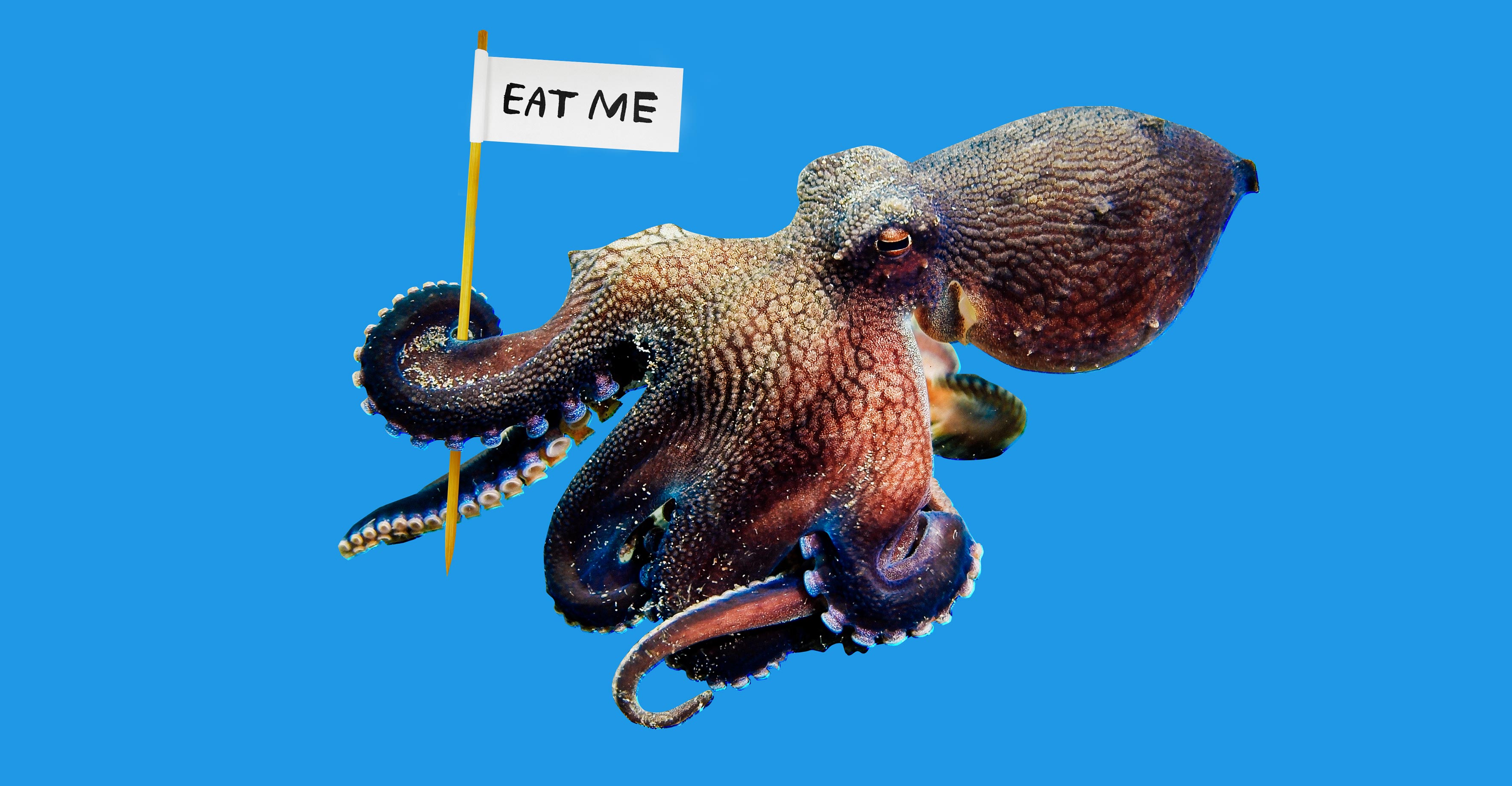 Against the octopus, the overrated cephalopod.
