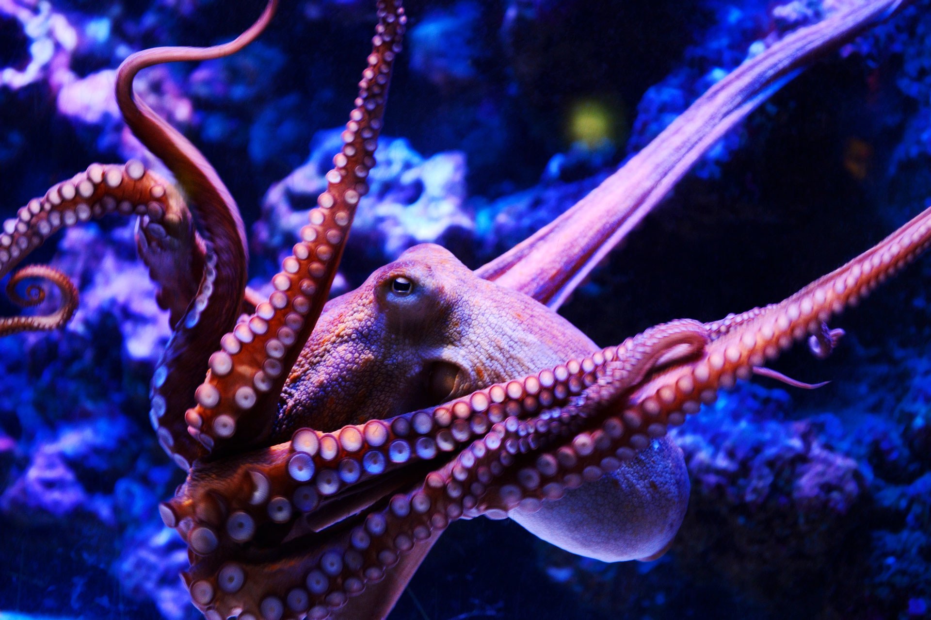What Would Inky Think: Is It OK to Cage an Octopus? | WIRED