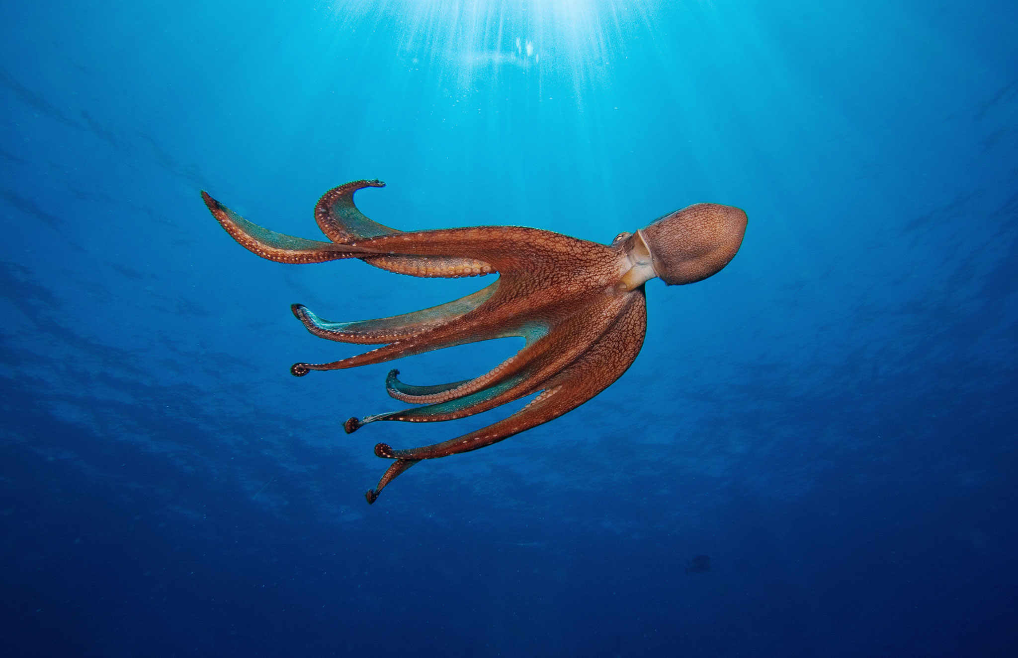 Does An Octopus Have A Soul? This Author Thinks So