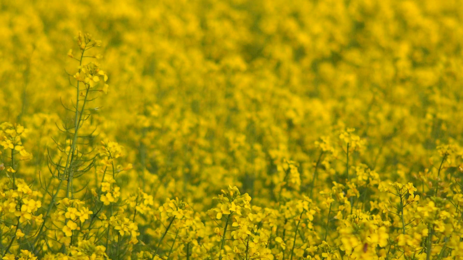 Cultivated oilseed field on windy spring day, blooming flowers of ...