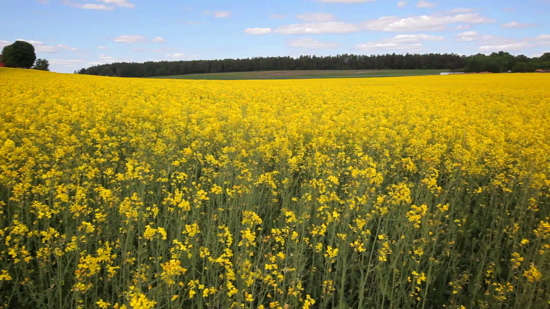 yellow field with oil seed rape in early spring Stock Video Footage ...