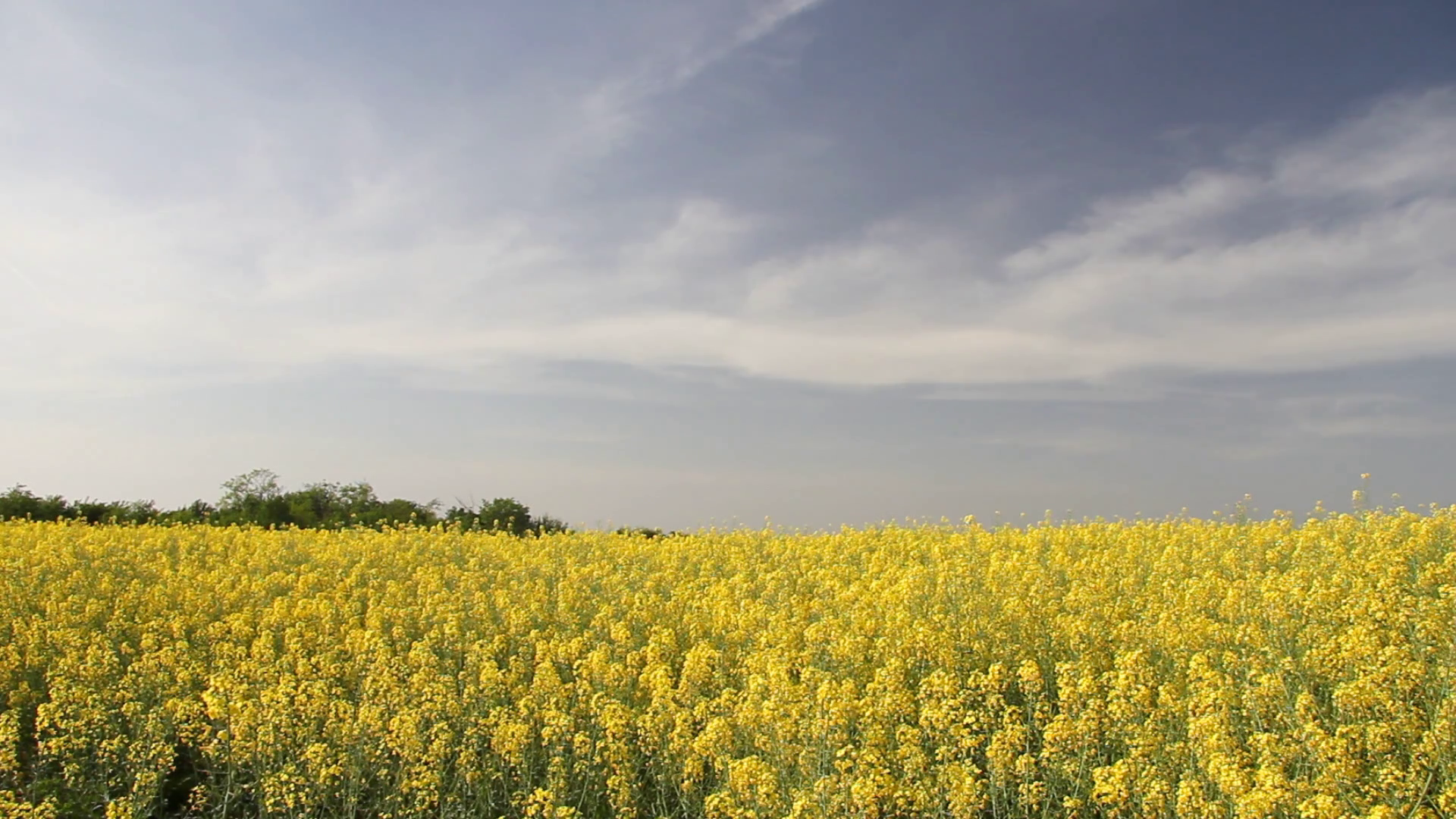 Beautifully yellow oilseed rape flowers in the field Stock Video ...