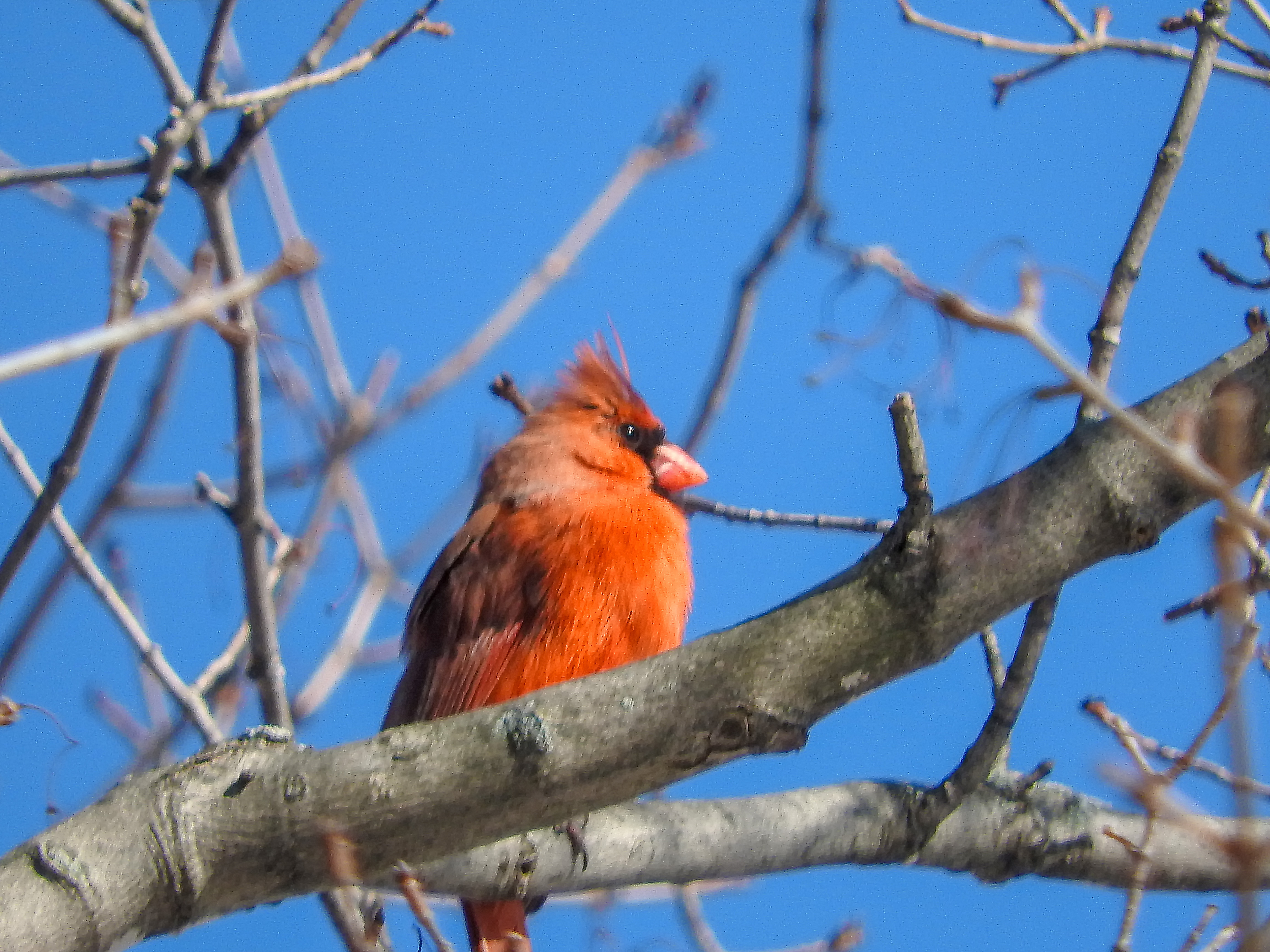 Oiseau (cardinal rouge) 167 photo