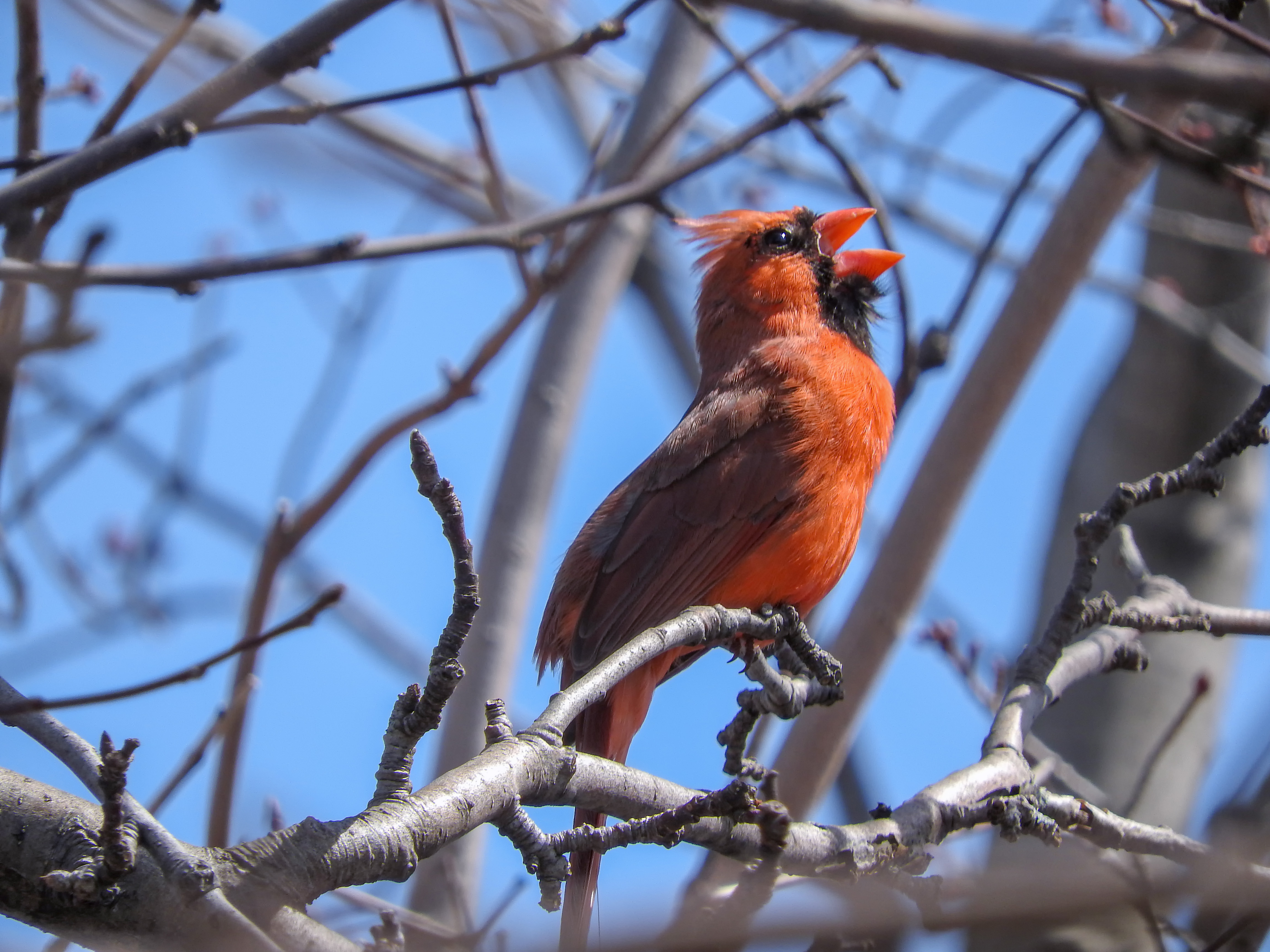 Oiseau (cardinal rouge) 221 photo
