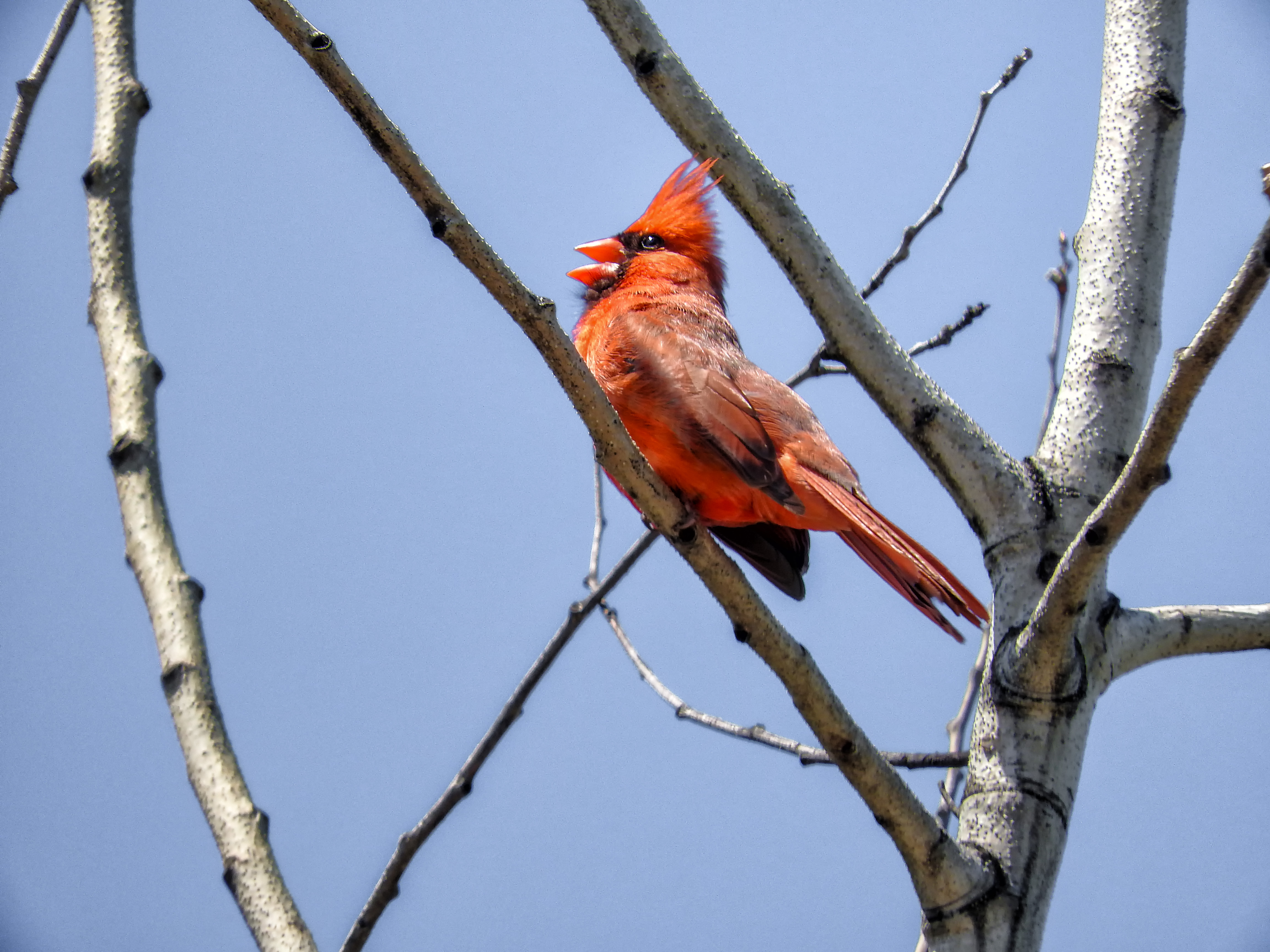Oiseau (cardinal rouge) 256 photo