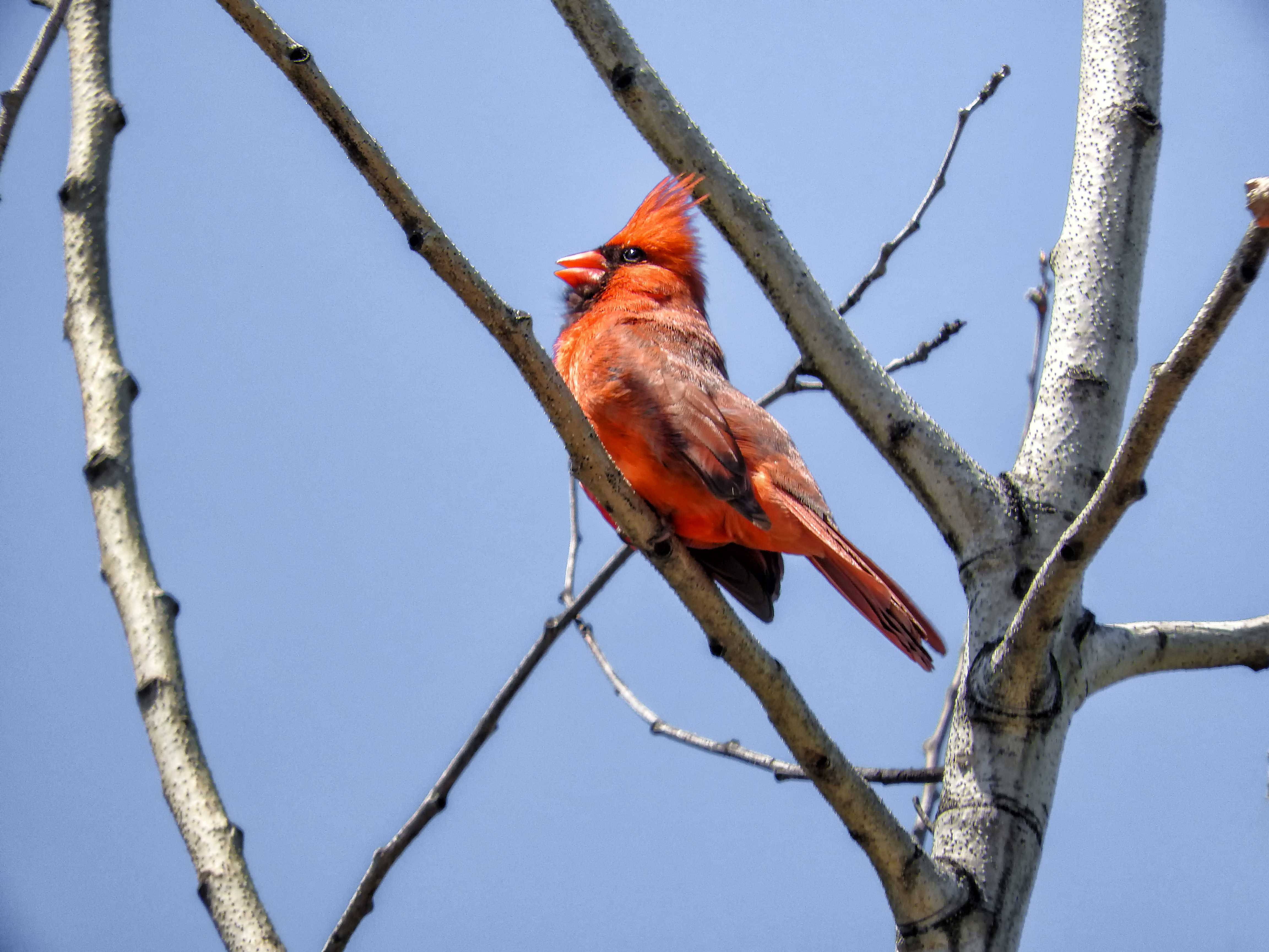Oiseau (cardinal rouge) 257 photo