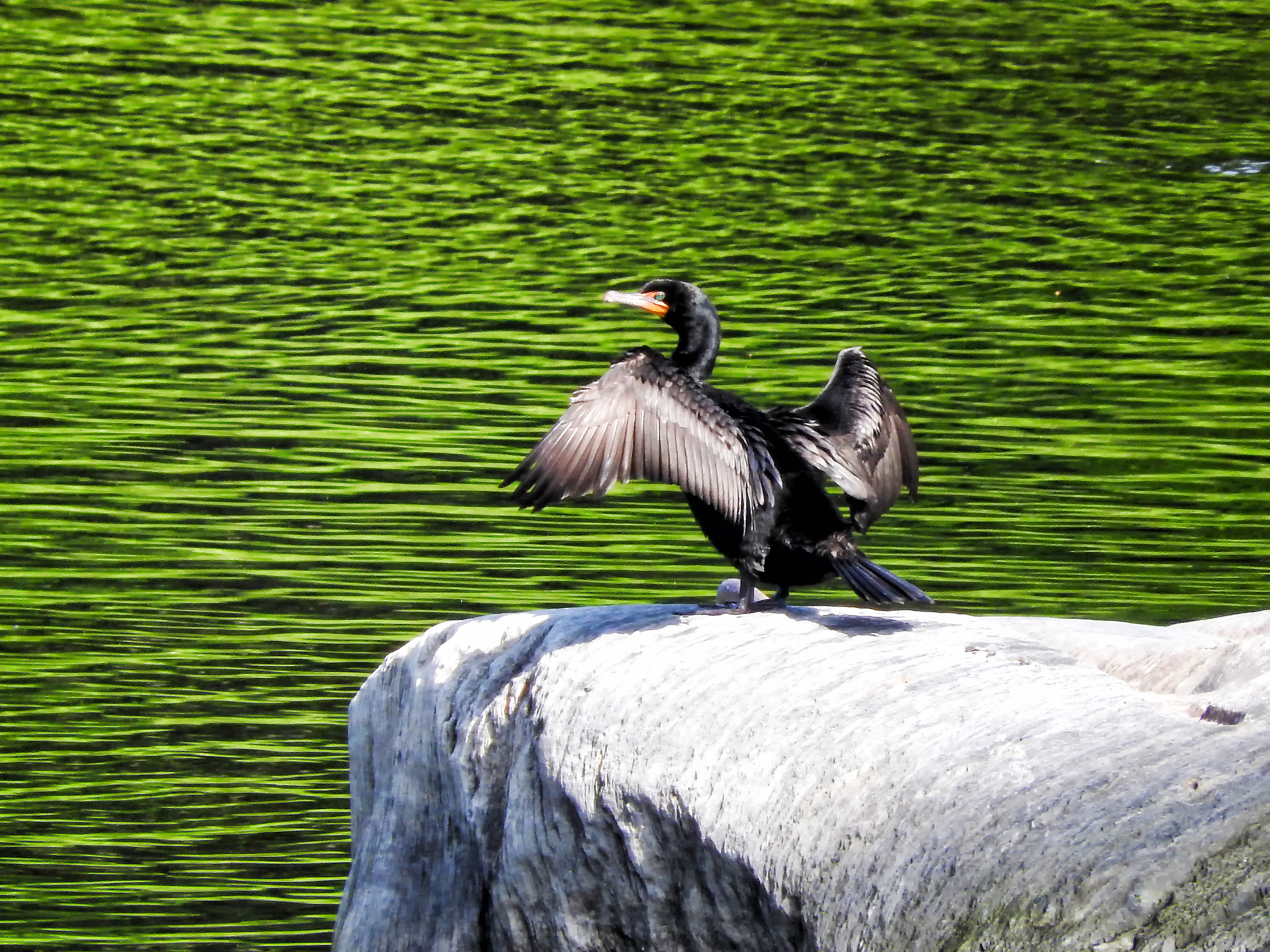 Oiseau (cormoran À aigrettes) 054 photo