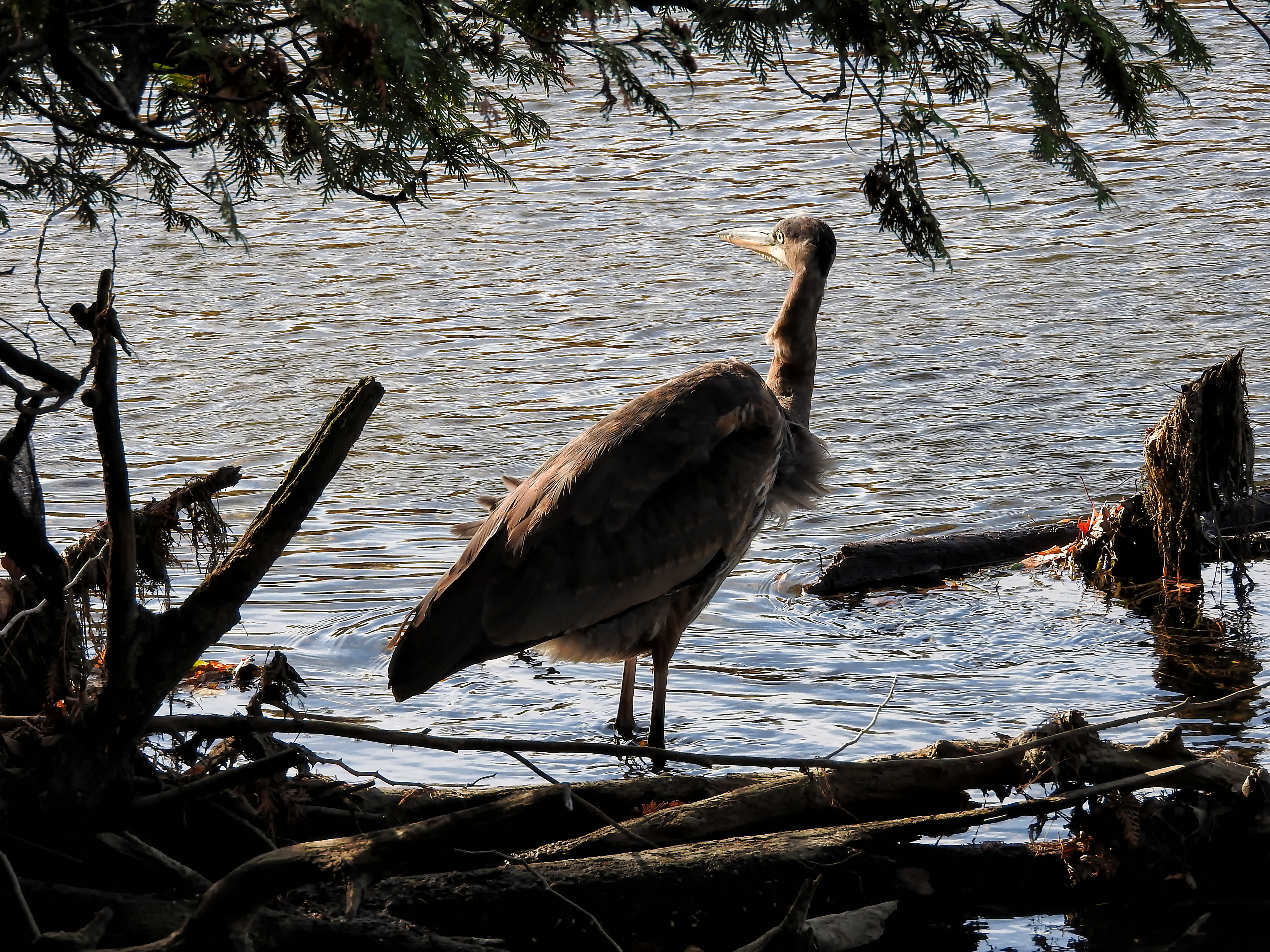 Free Photo Oiseau Grand Héron 302 Bird Blue Canada