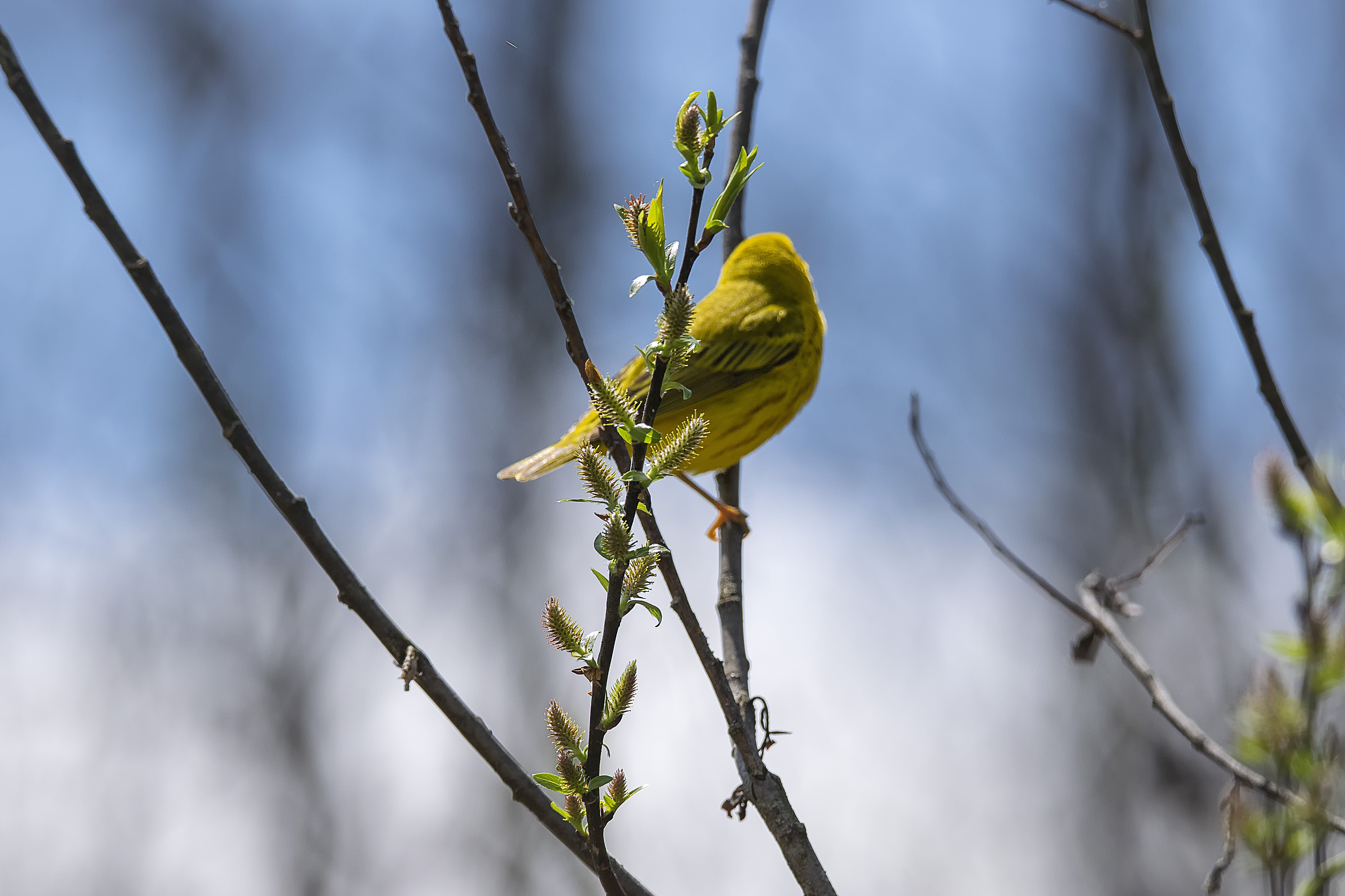 Oiseau (paruline jaune) 126 photo