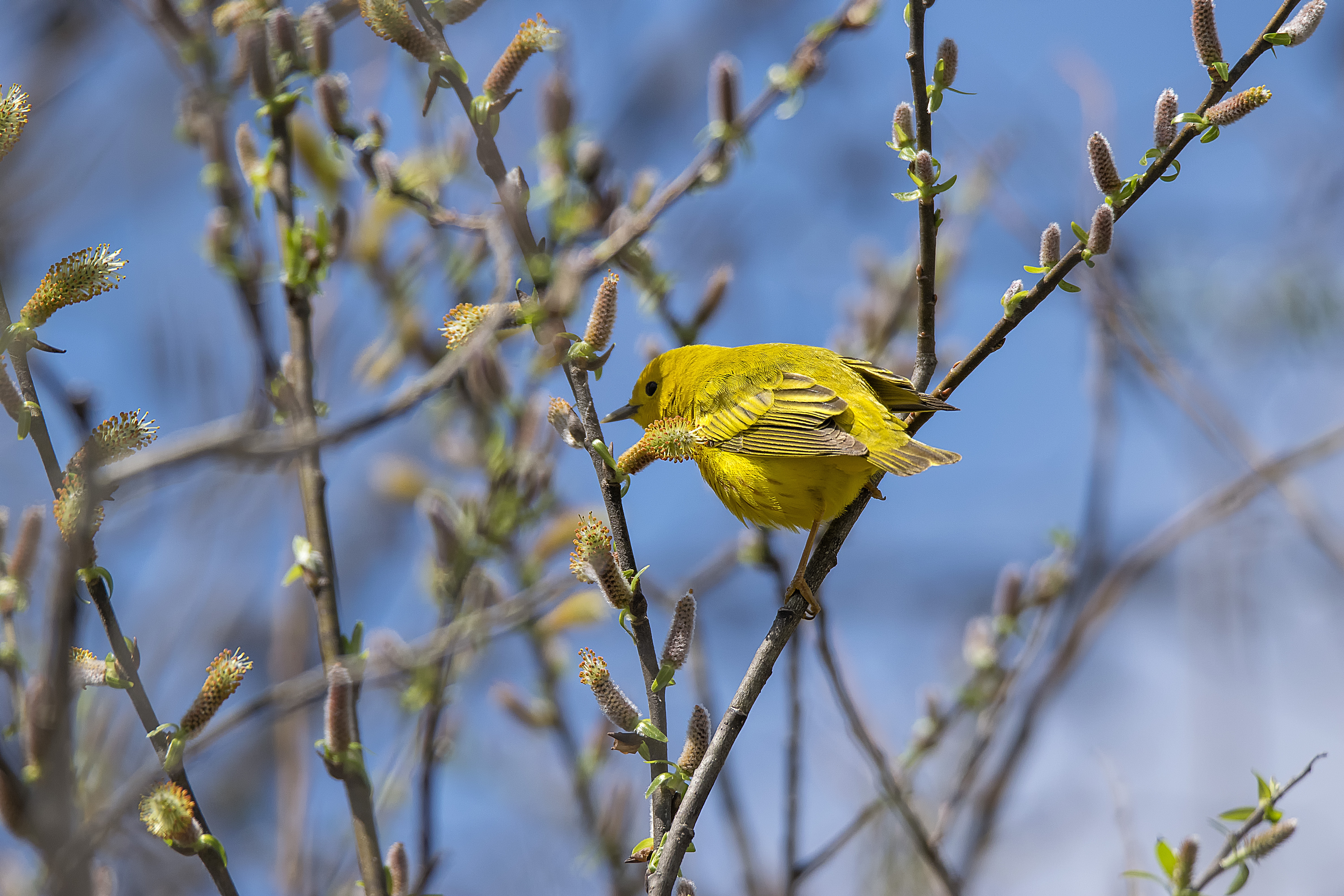 Oiseau (paruline jaune) 131 photo