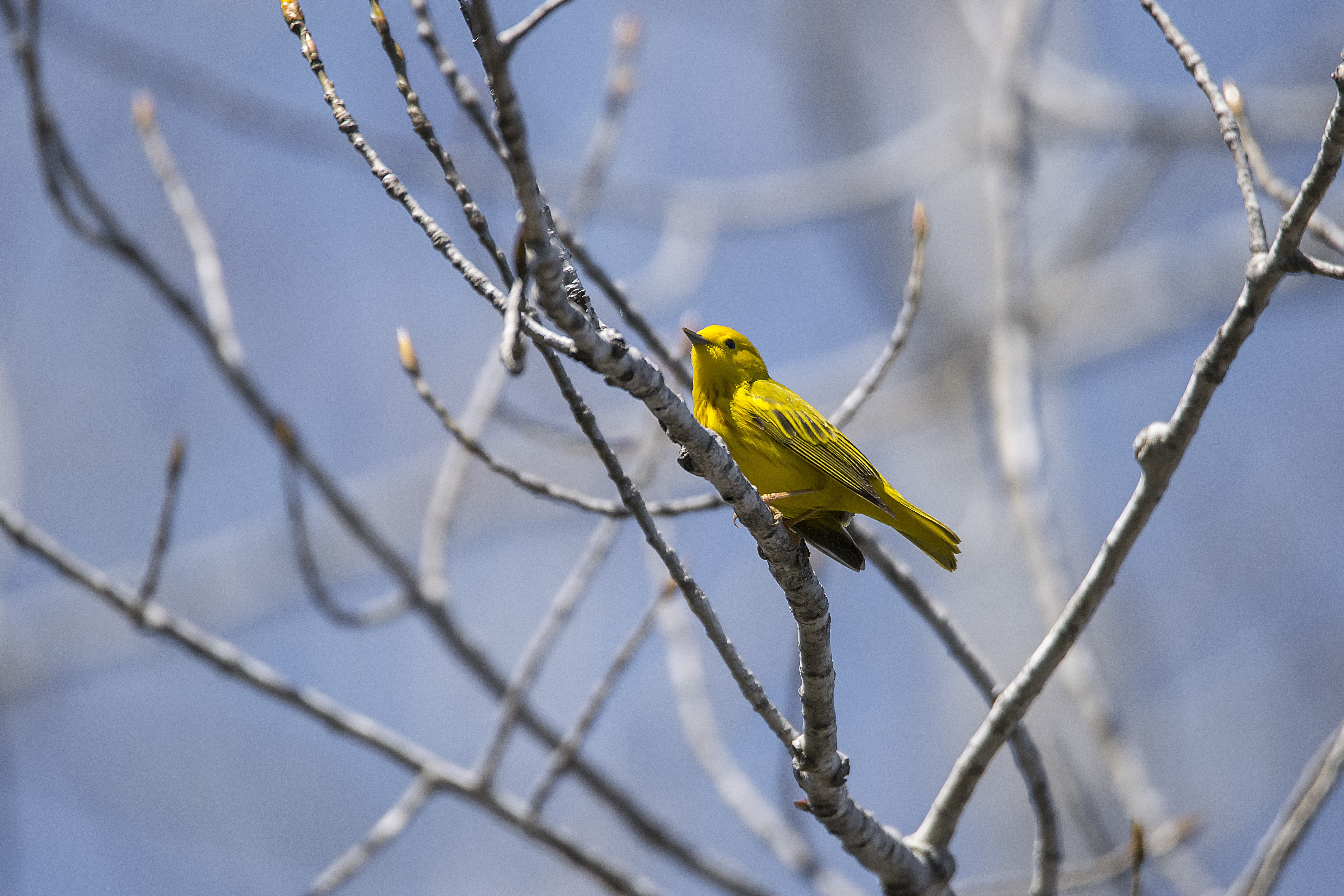 Oiseau (paruline jaune) 139 photo