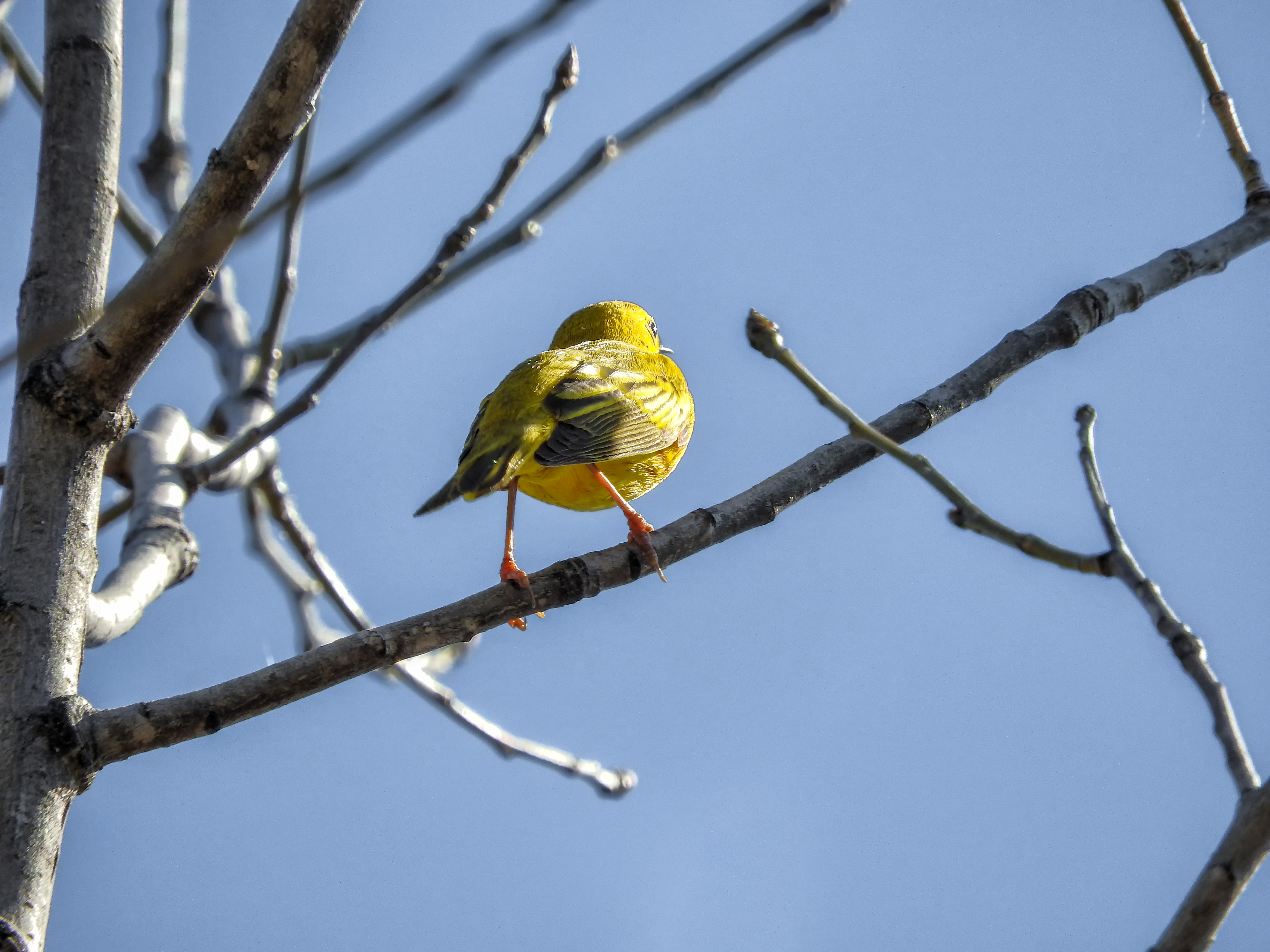 Oiseau (paruline jaune) 145 photo