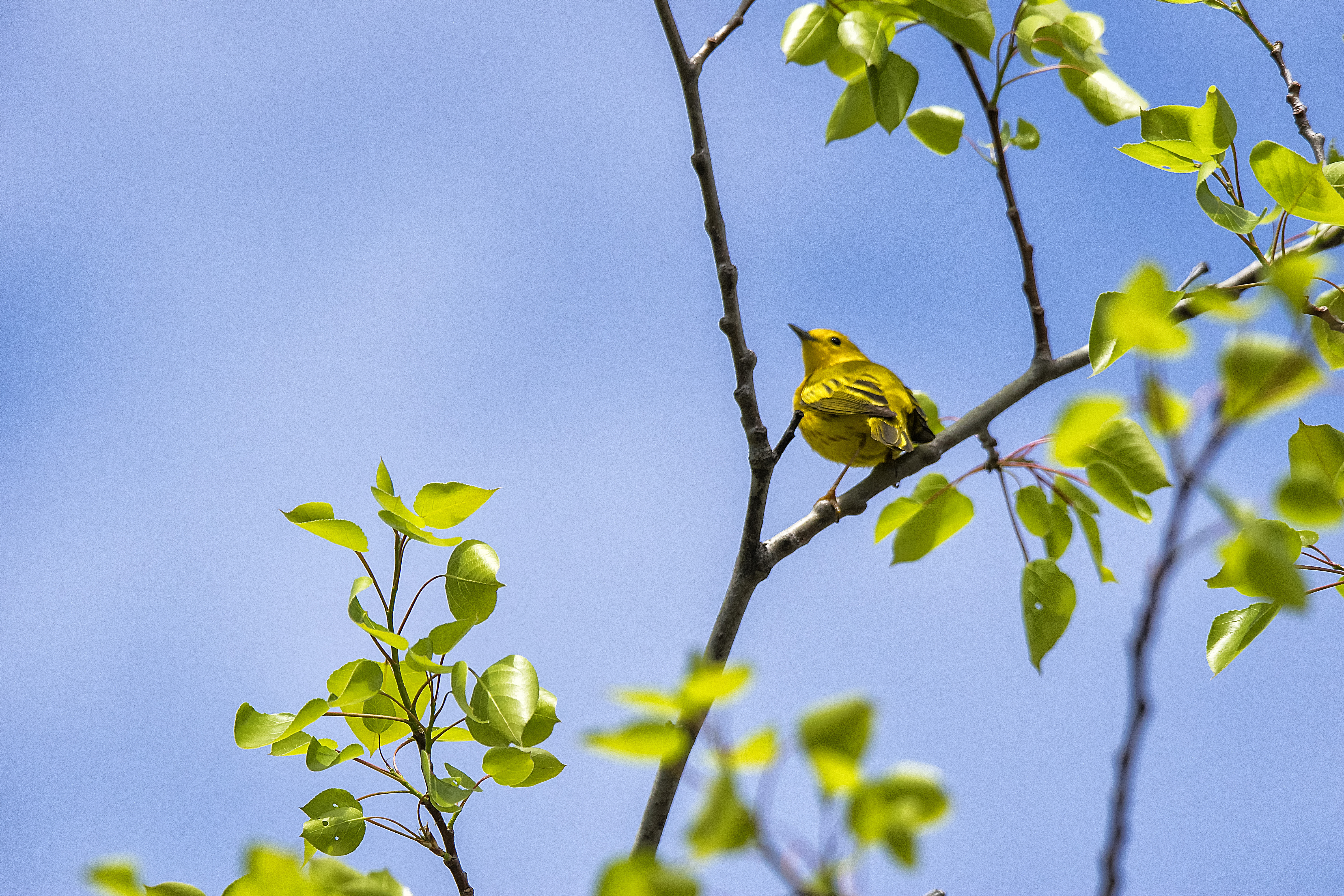 Oiseau (paruline jaune) 149 photo