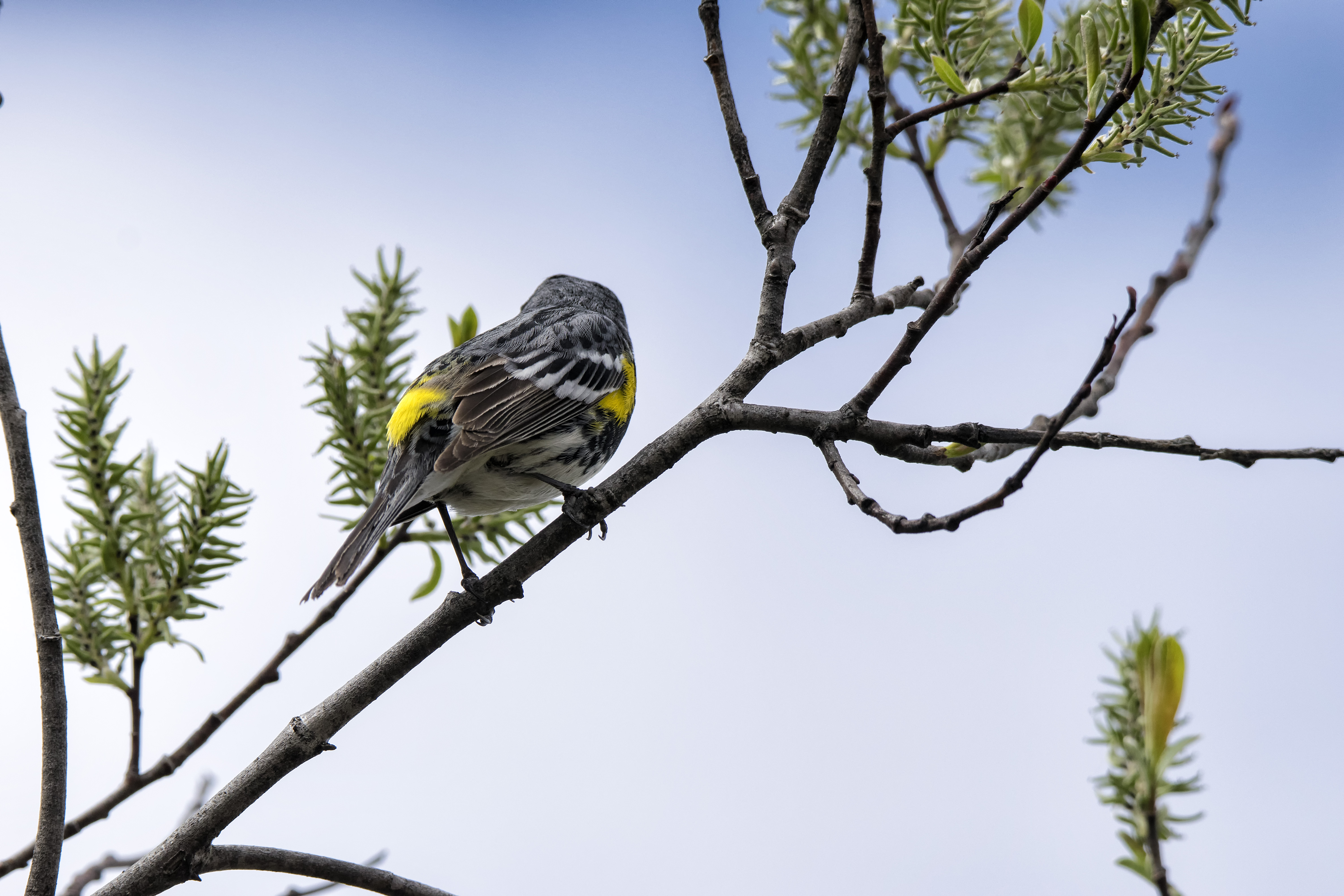 Oiseau (paruline À croupion jaune) 120 photo