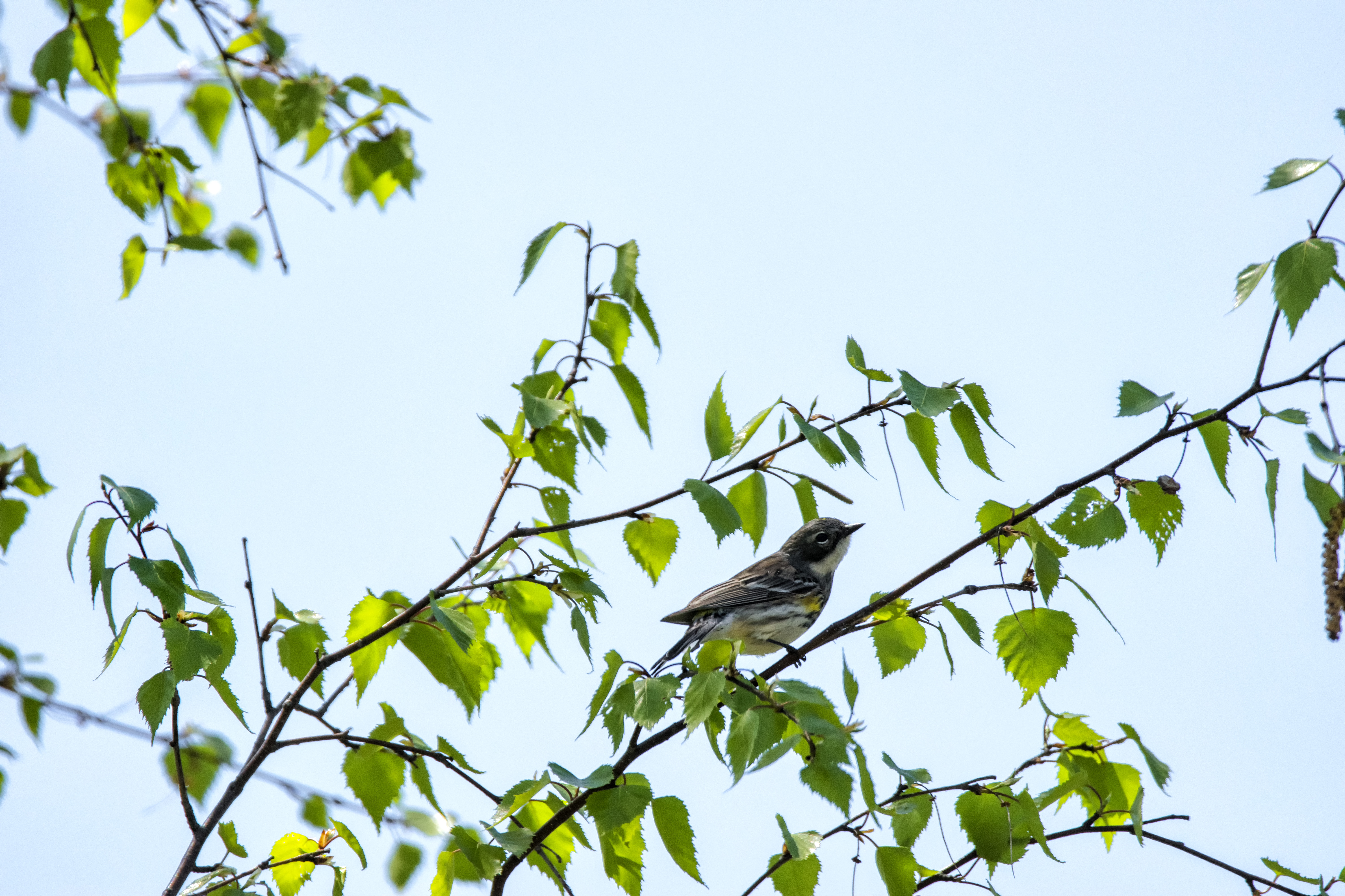 Oiseau (paruline À croupion jaune) 184 photo