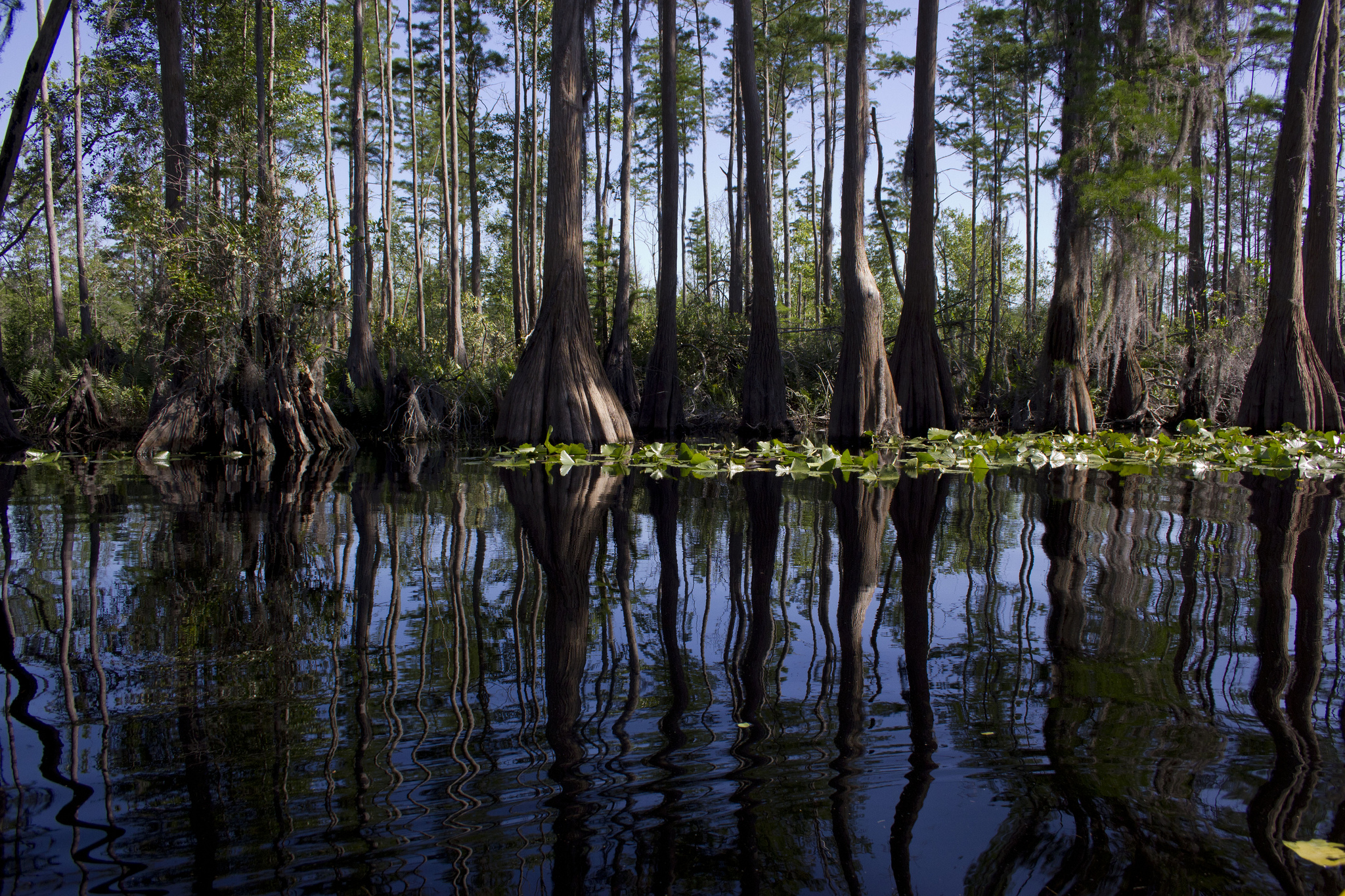 Okefenokee Swamp - Forest in Florida - Thousand Wonders