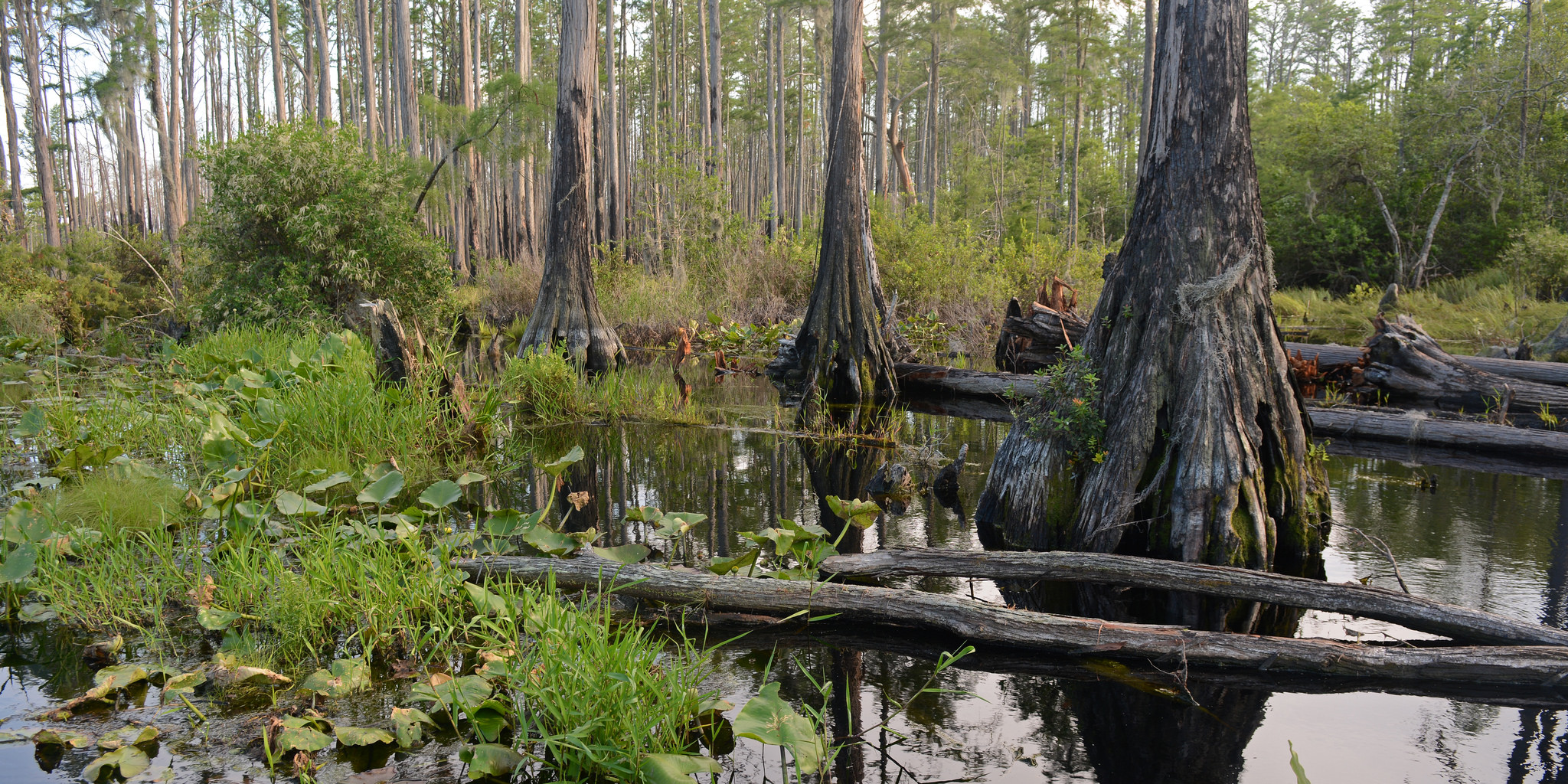 Okefenokee Swamp - Forest in Florida - Thousand Wonders