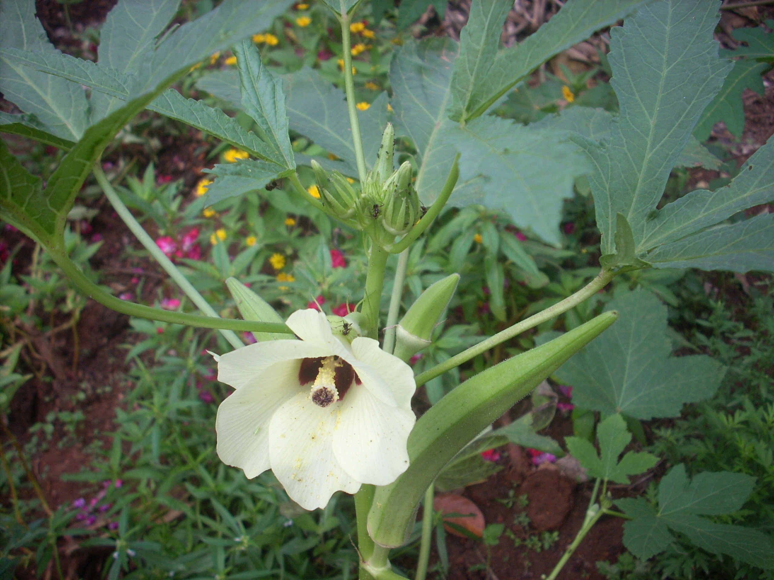 File:Okra flower.JPG - Wikimedia Commons