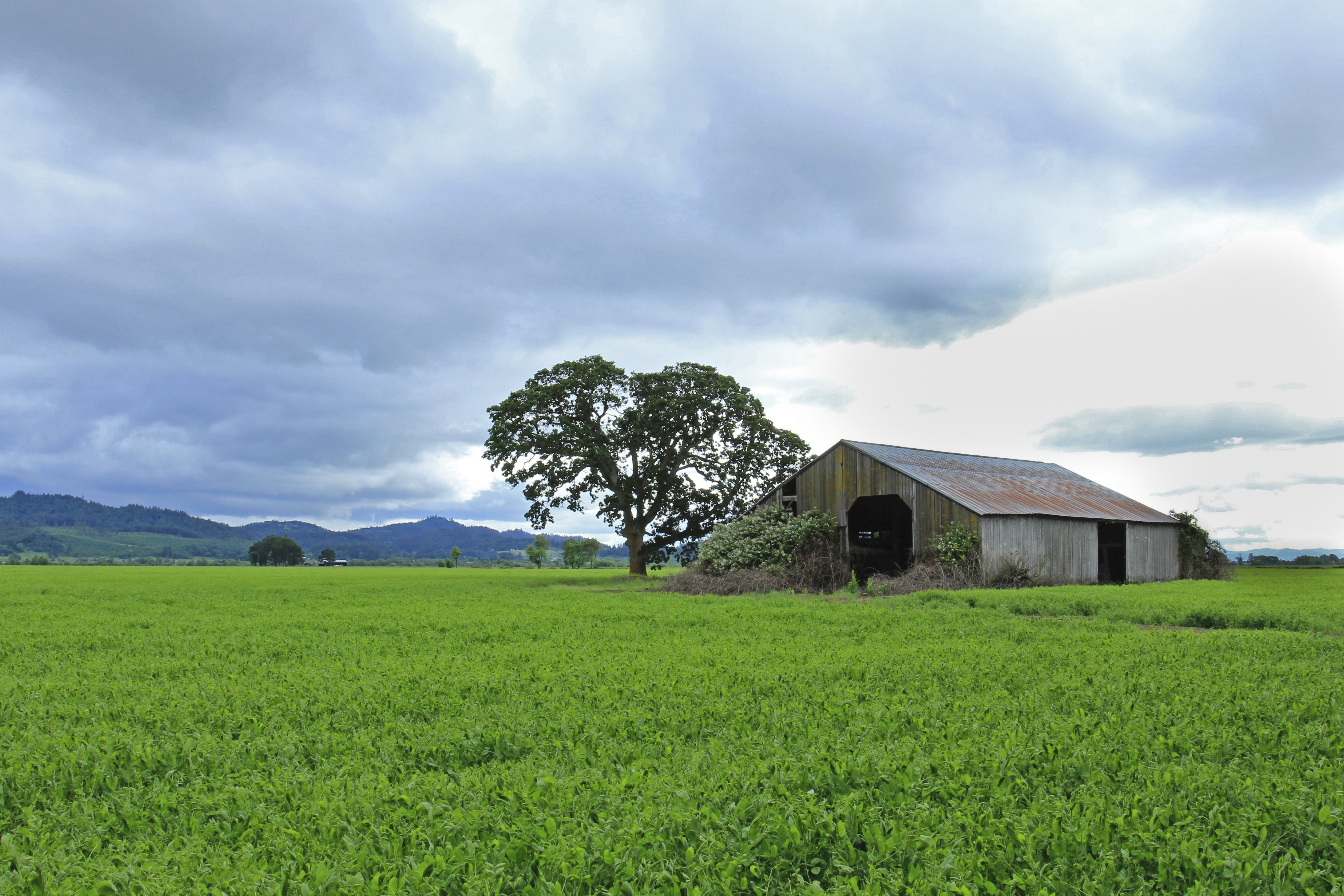 Old barn, stormy skies, green field, Oregon, Abandoned, Barn, Clouds, Field, HQ Photo