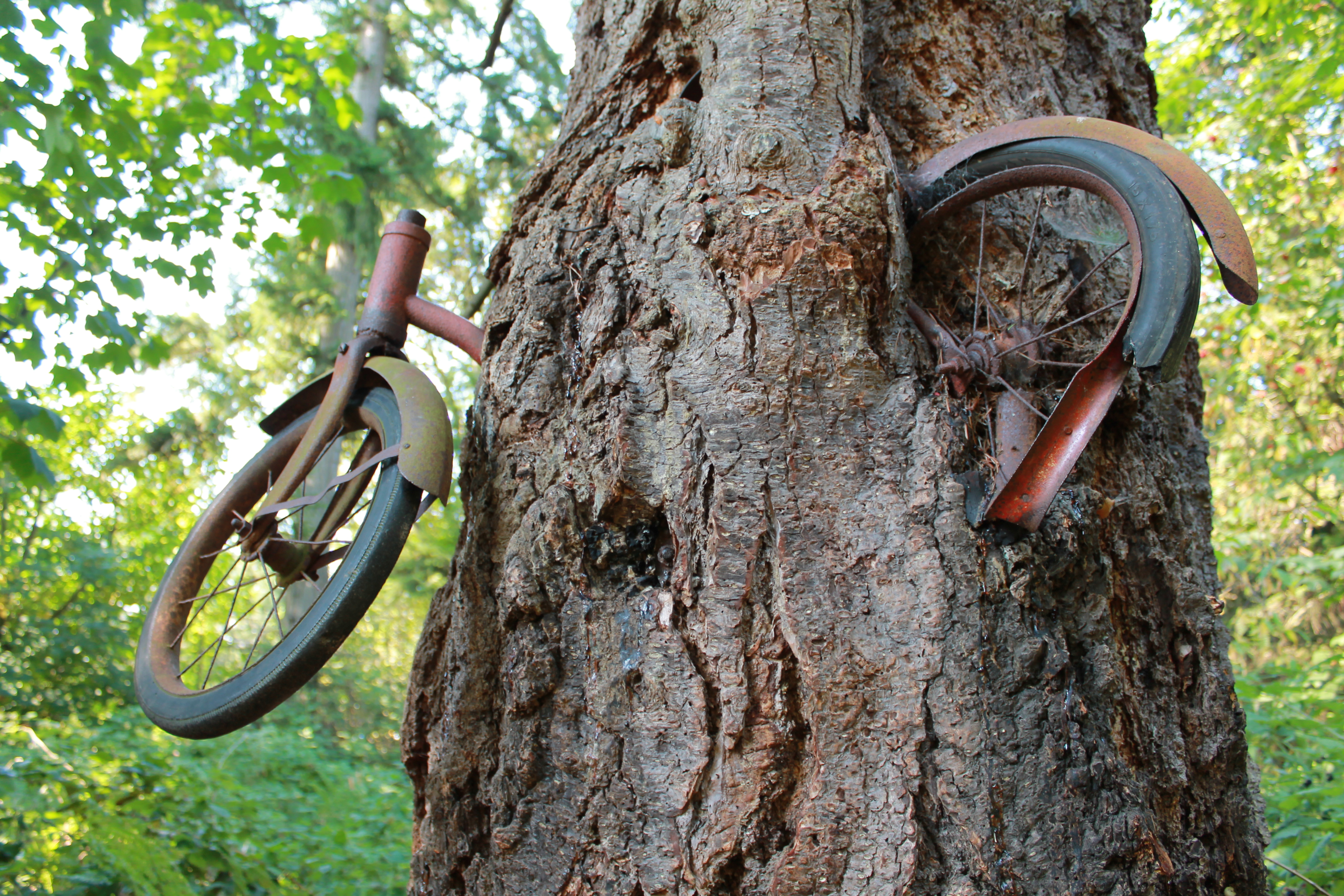 That old bicycle lodged in a tree on Vashon Island makes national ...