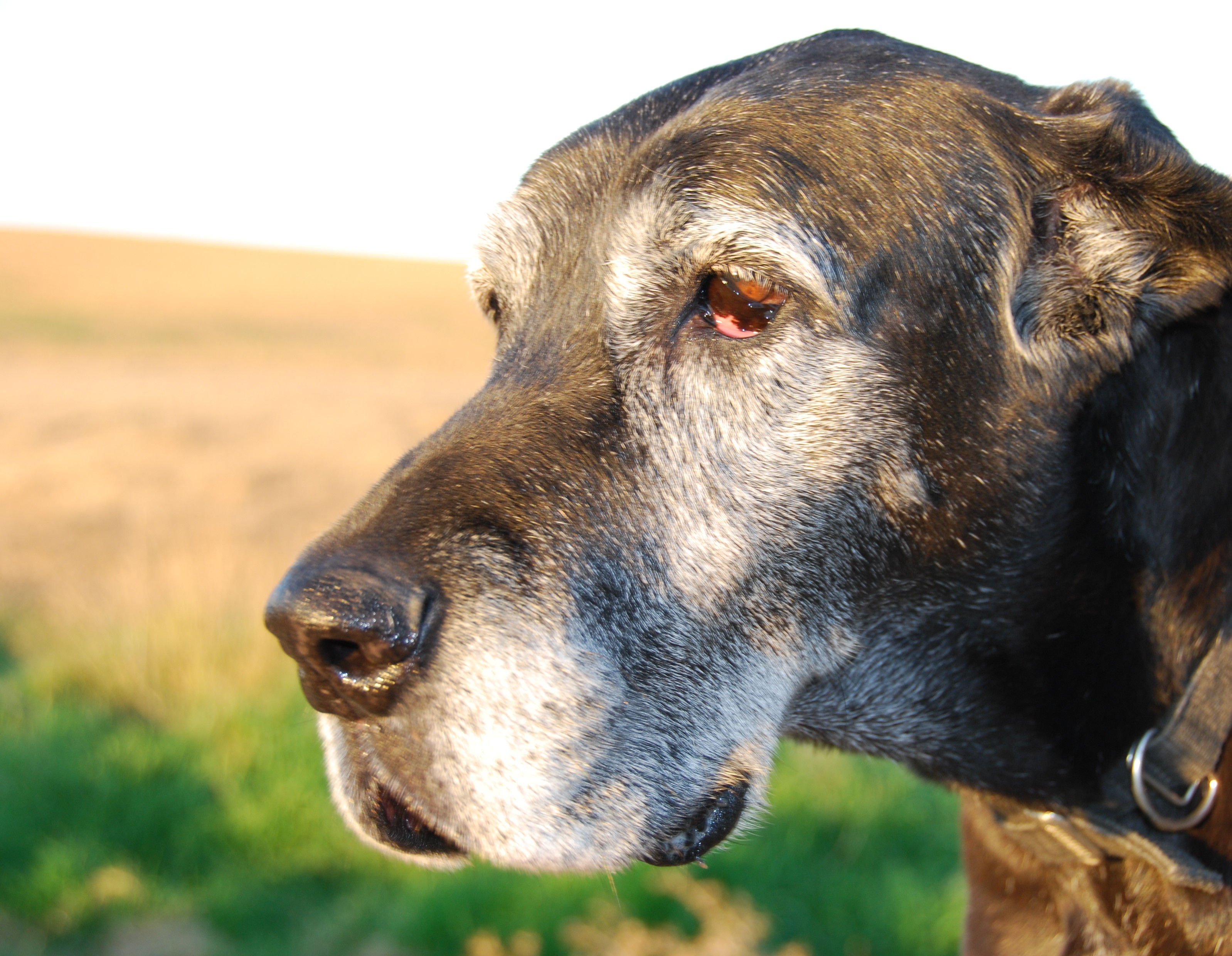 My Old Dog: A Poetic Tribute to A Dog Friend | Larry Kiewel