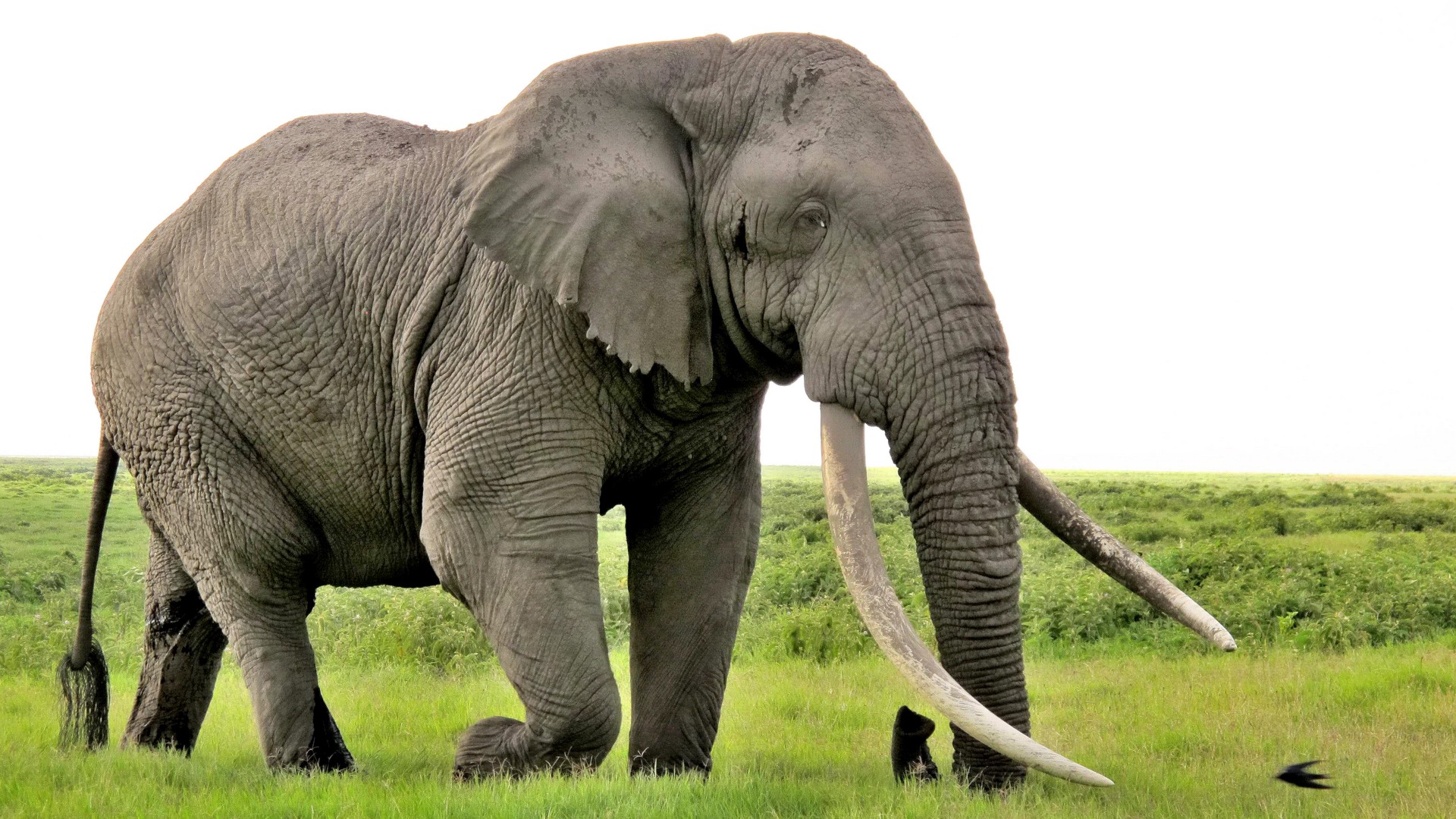 What Does It Mean That Another Giant Elephant Has Fallen?