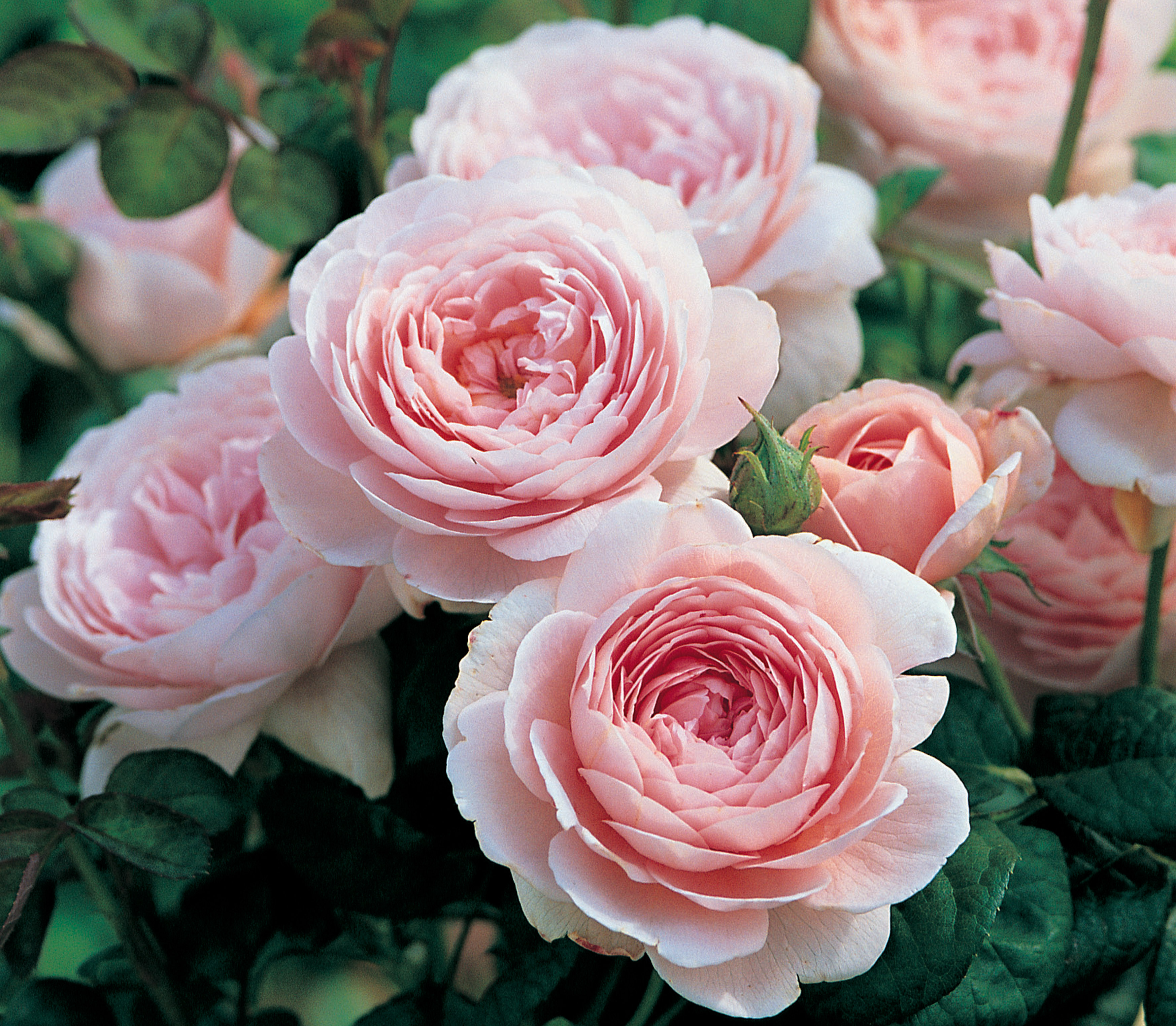 David Austin Roses on Sale Now! / Heirloom Roses - Heirloom Roses