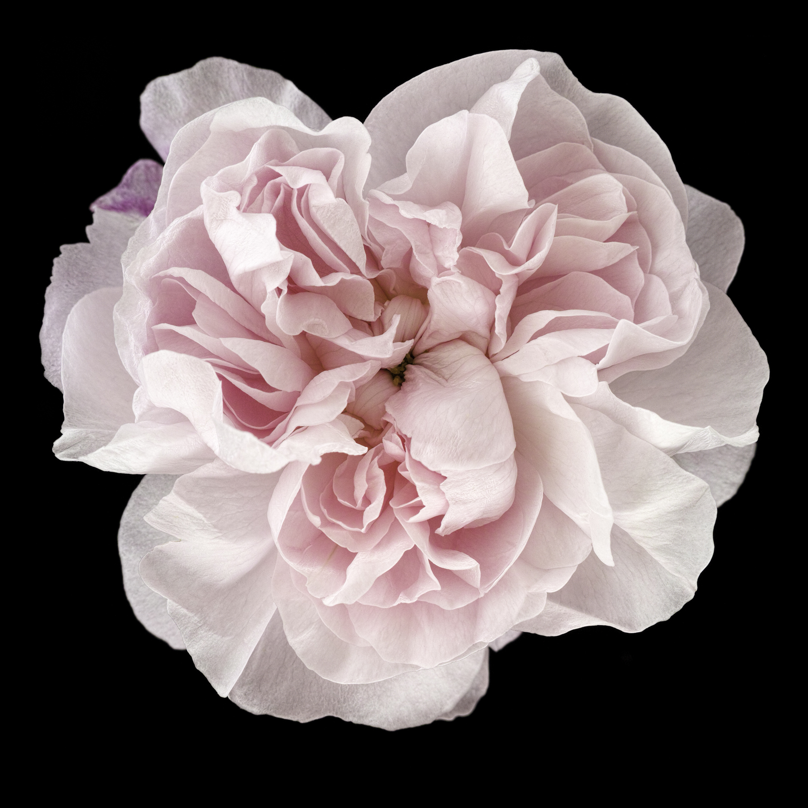 Photographs of old fashioned roses offering cross-pollinating ...