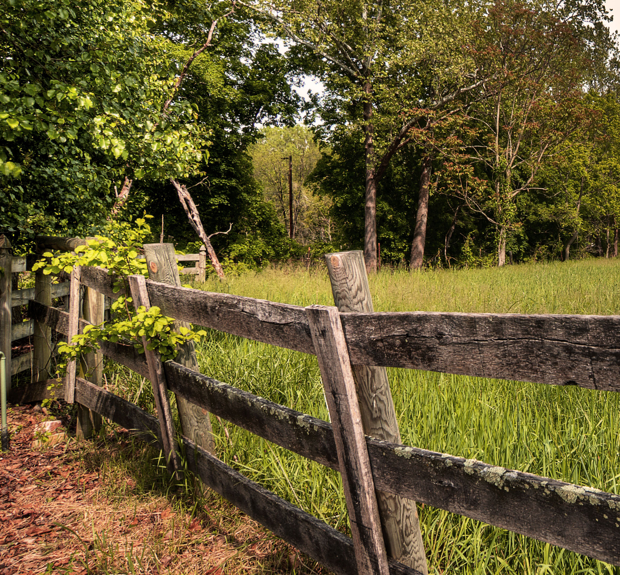 Old Fence | HDR creme
