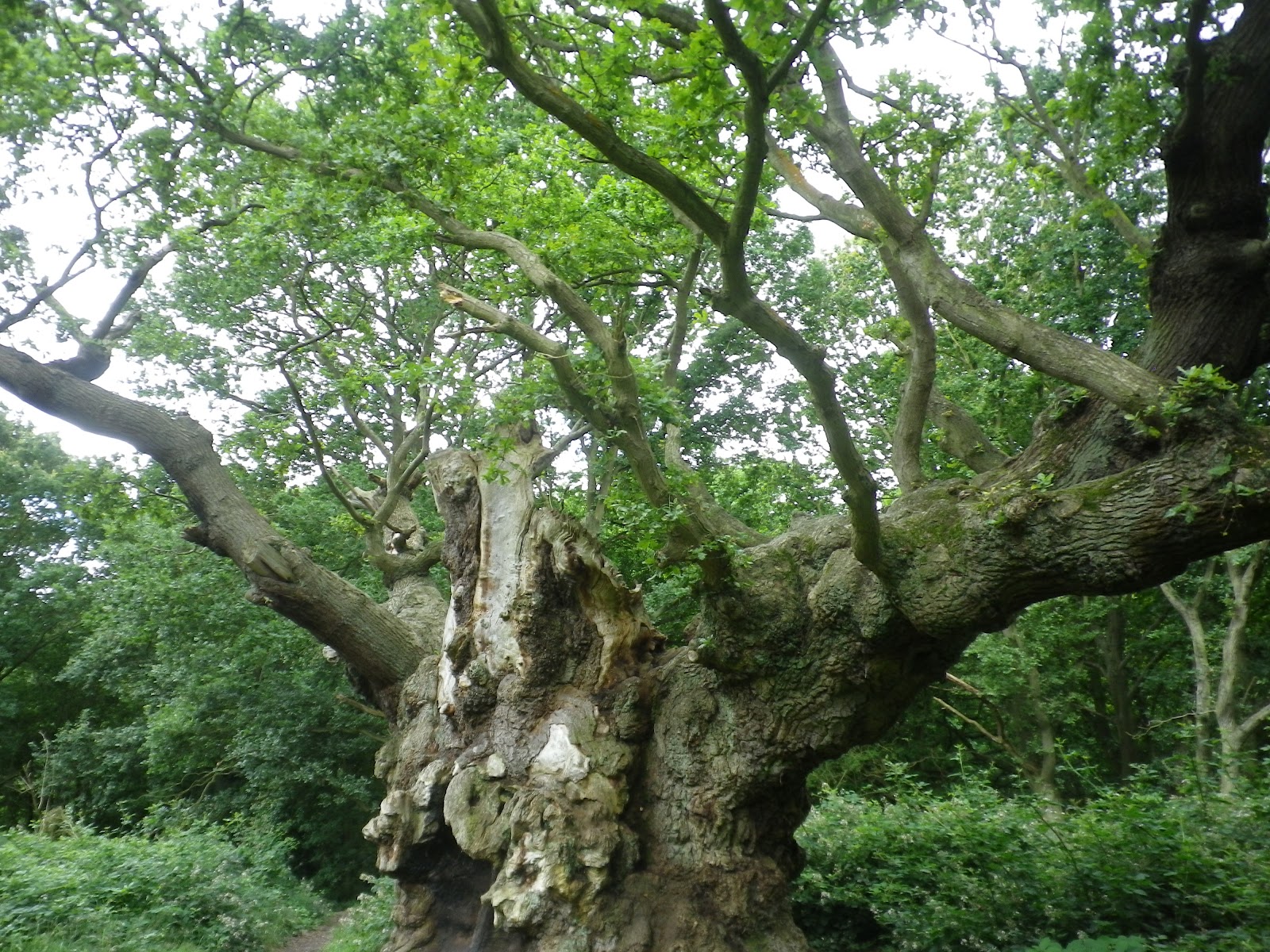 Necess City: Old Knobbley - A wise old tree in Essex
