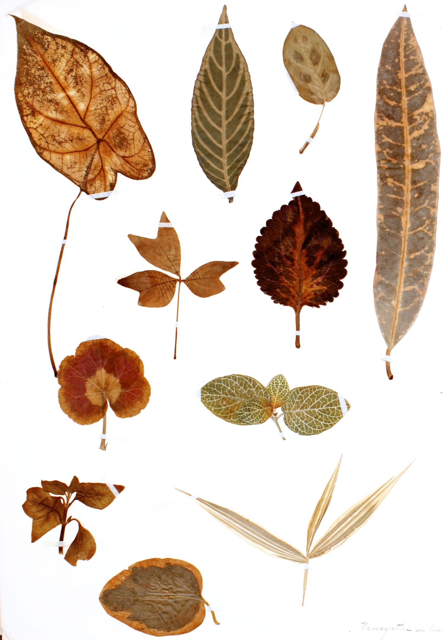 Some old leaves… | Among The Stately Trees