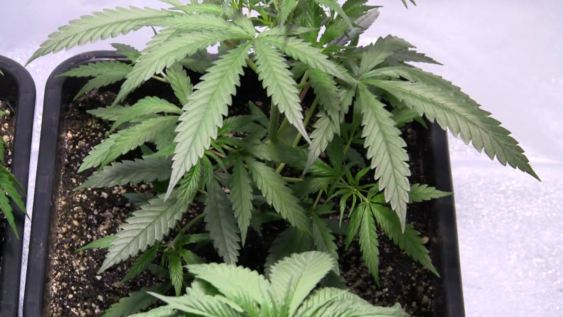 Marijuana Plants - Approximately 6 Weeks Old From Germination - YouTube