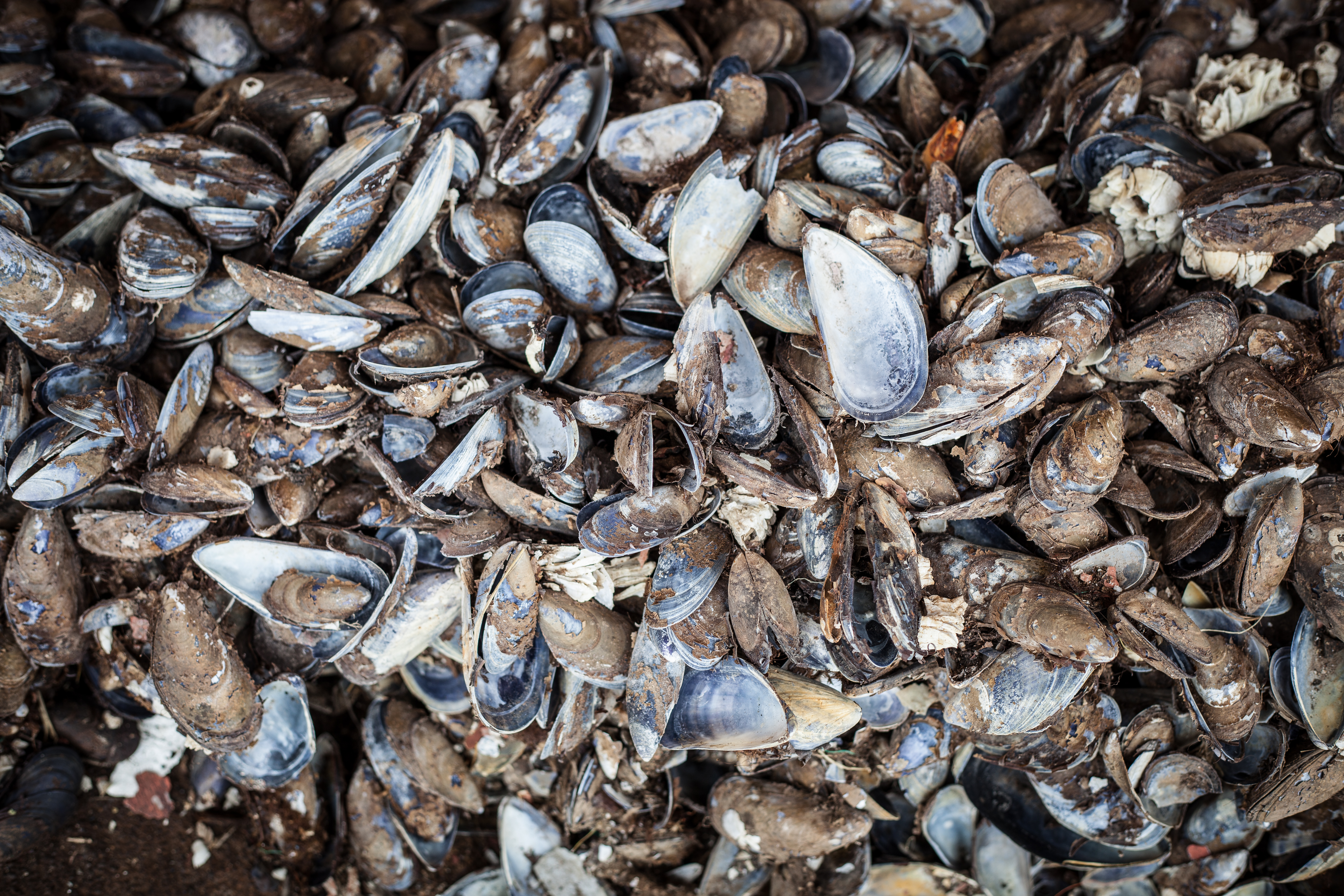 Old sea shells texture photo
