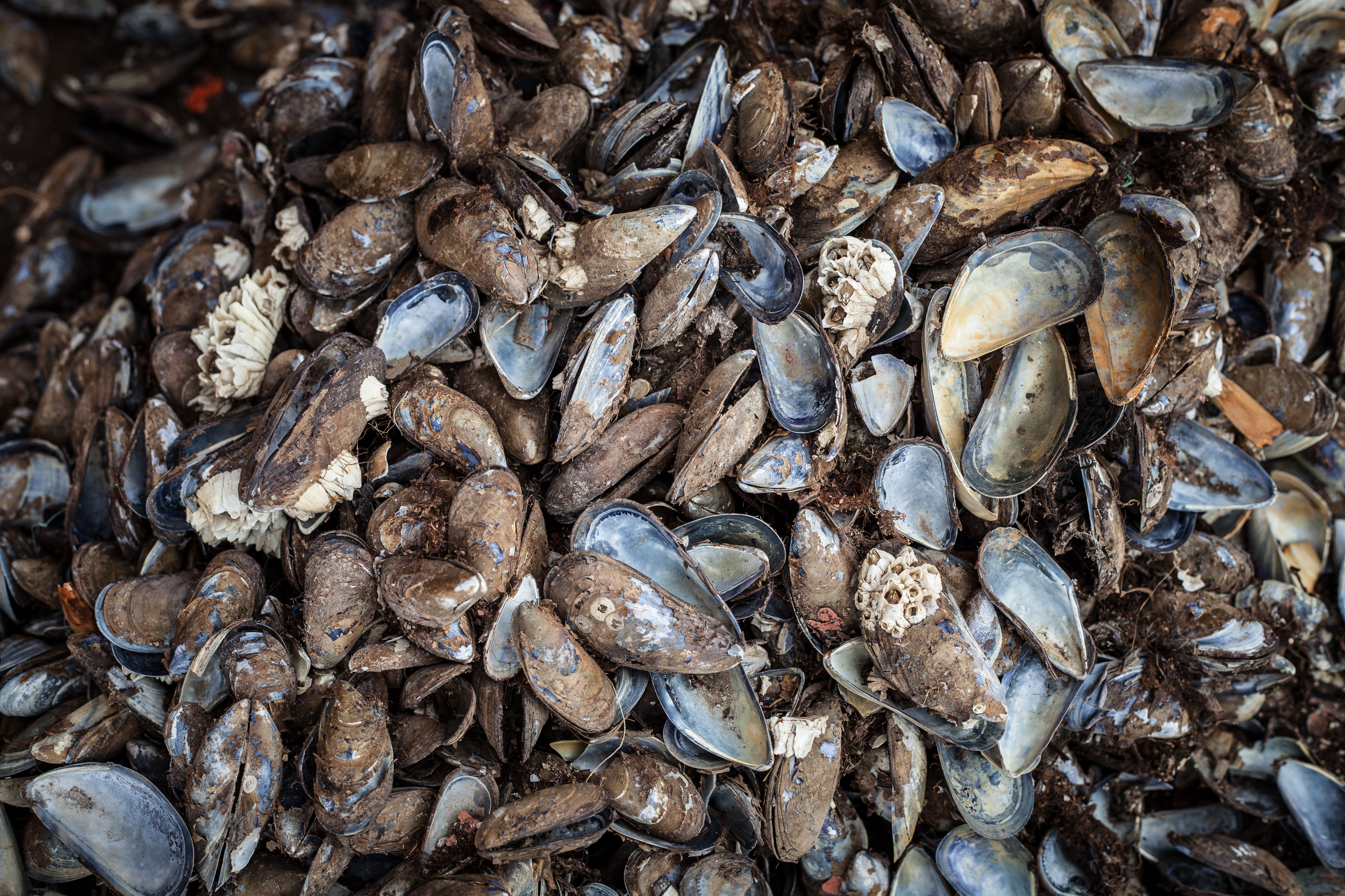 Old sea shells texture photo