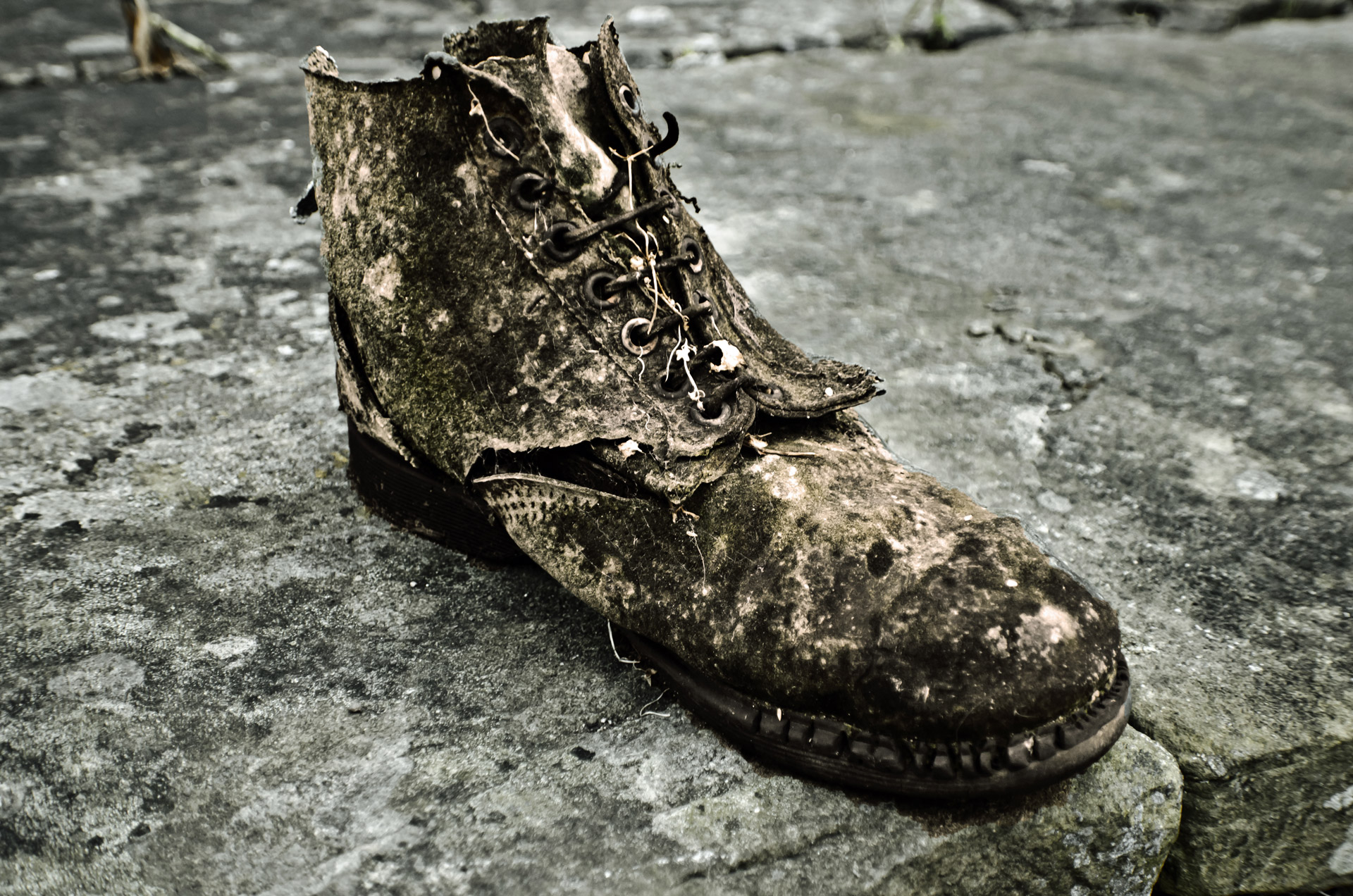 The Old Shoe Free Stock Photo - Public Domain Pictures