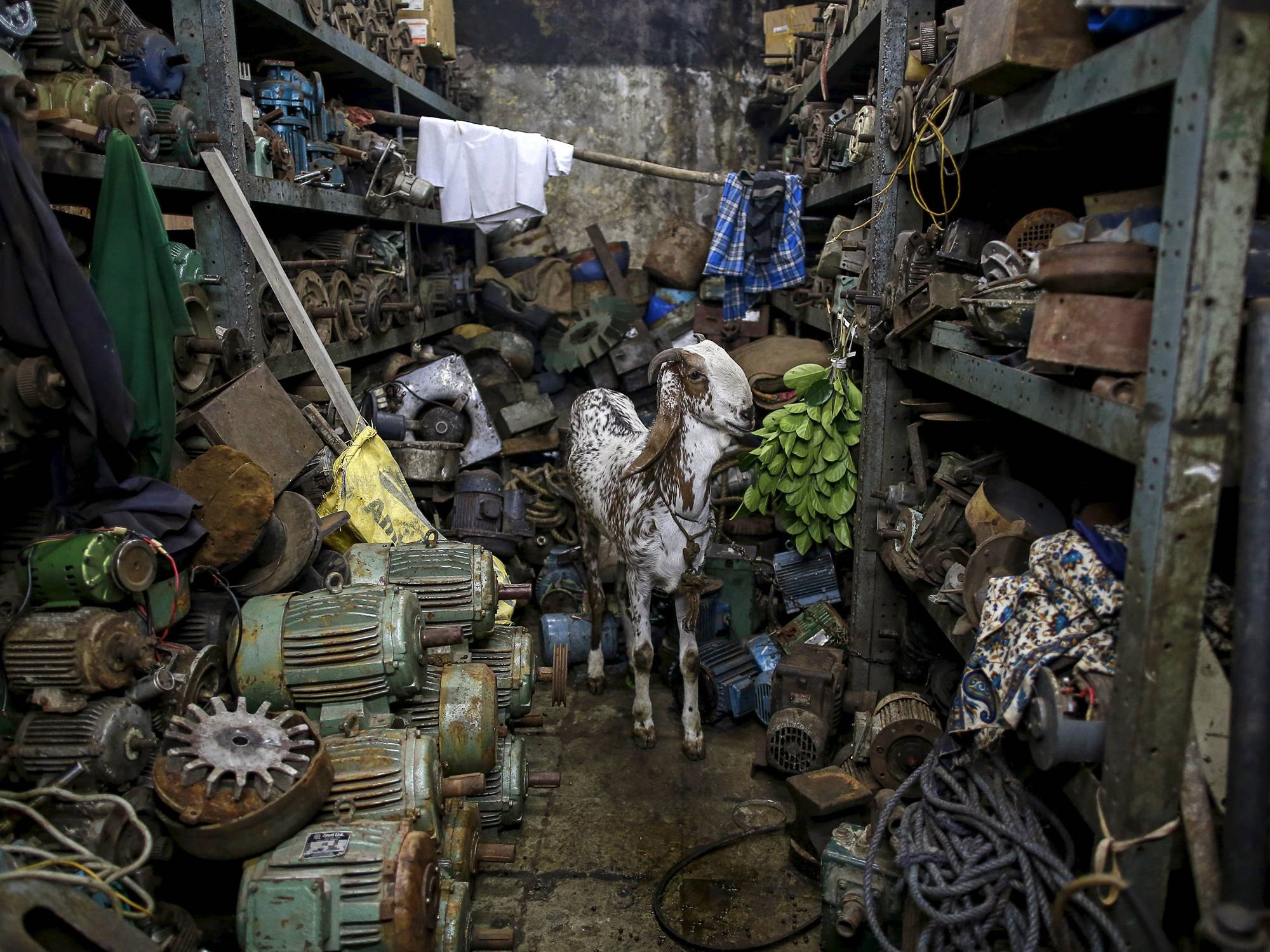 Mumbai, India. A goat penned inside a storage room for old pump ...