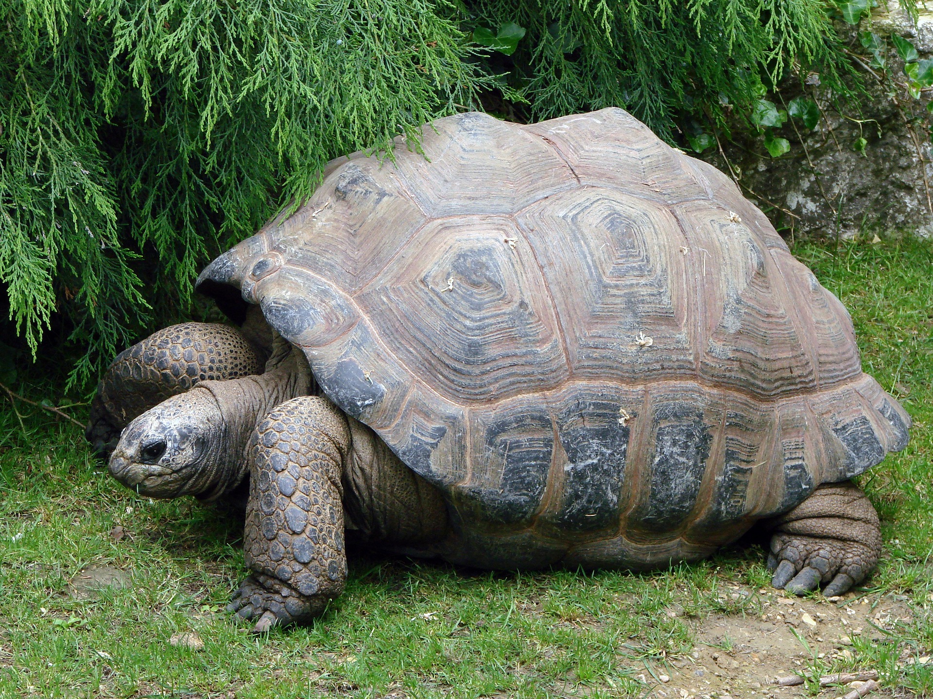 Old tortoise photo