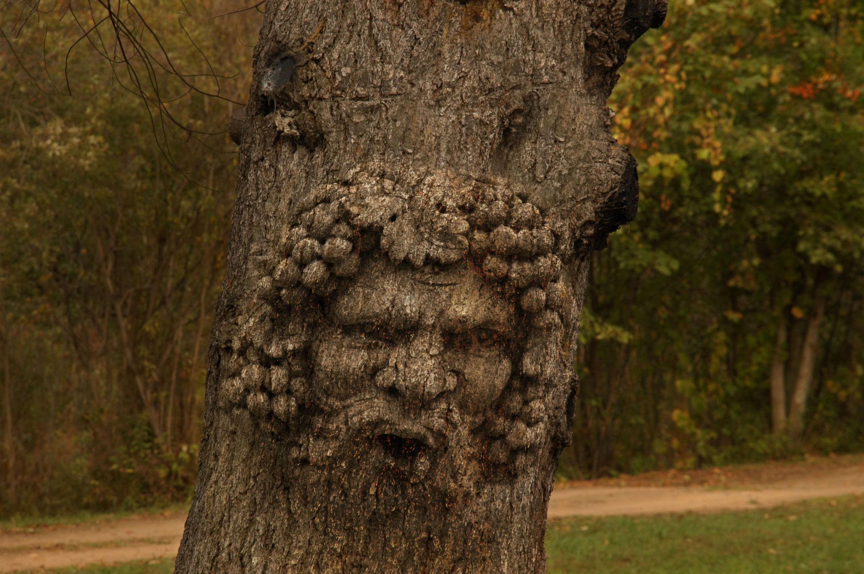 old tree man picture, by sanky89 for: old man tree photoshop contest ...