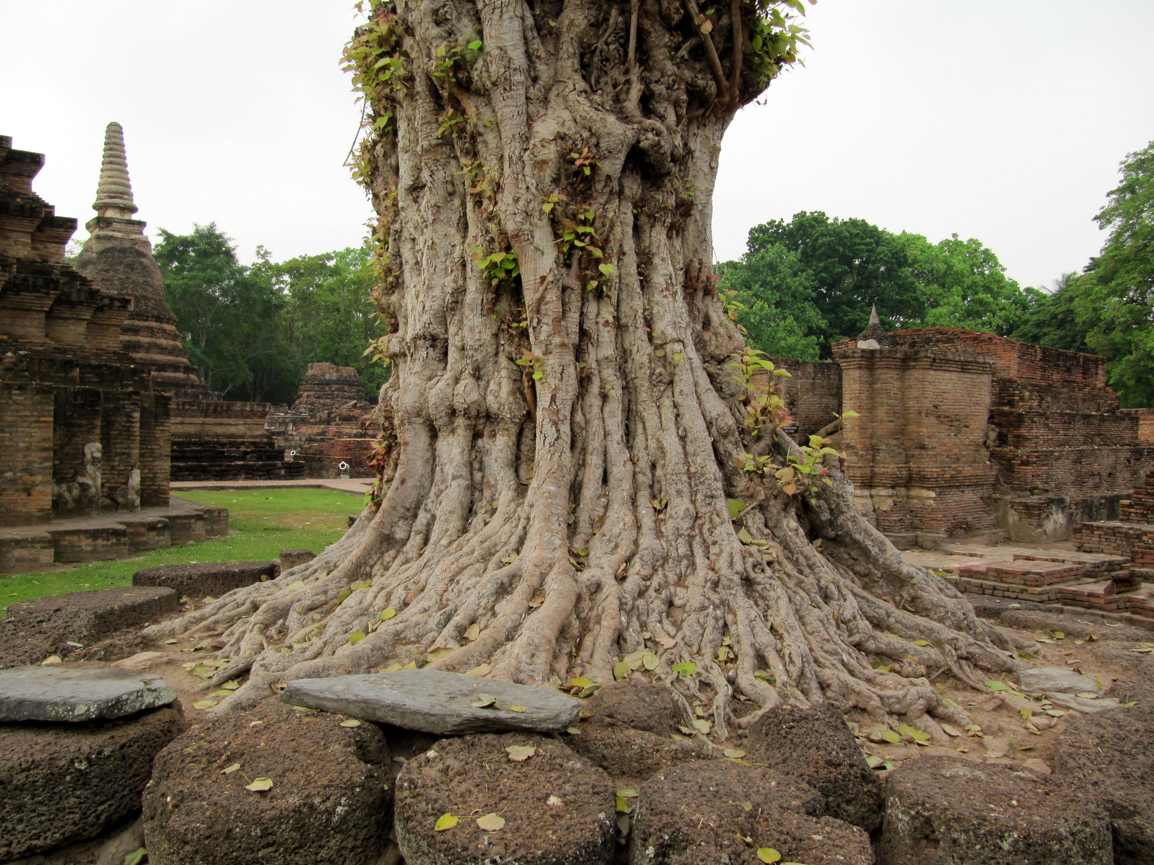 File:Roots of an old tree in Thailand.JPG - Wikimedia Commons