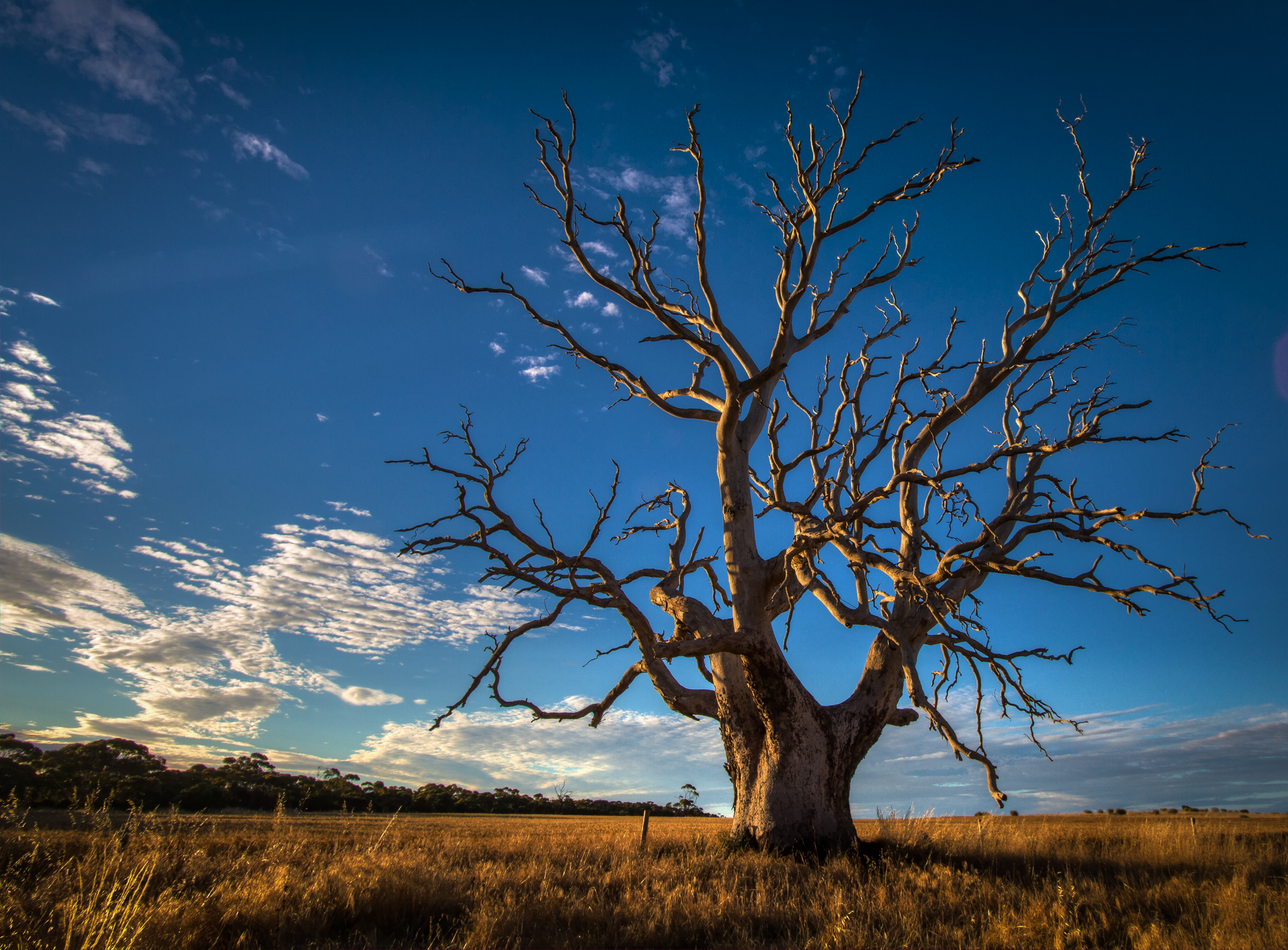 File:Gnarly Old Tree - South Australia.jpg - Wikimedia Commons