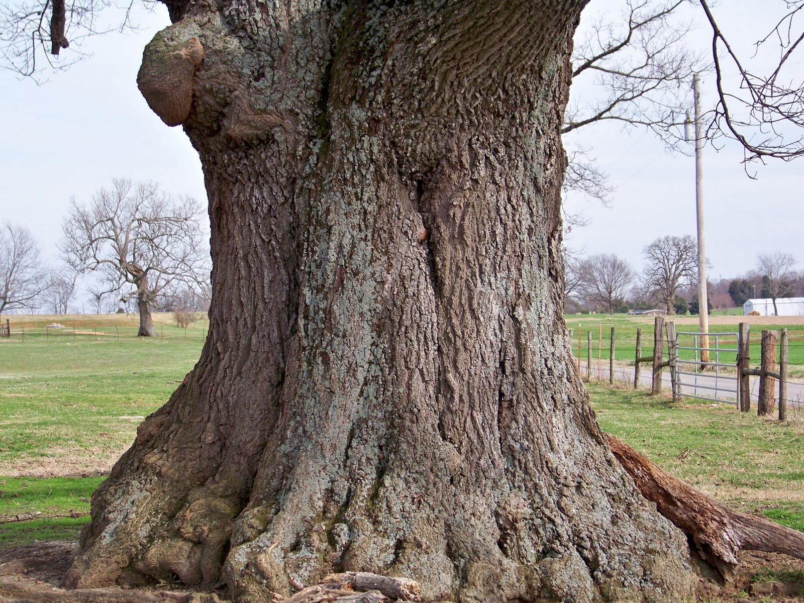 My Journey To Mindfulness: The Very Old Tree