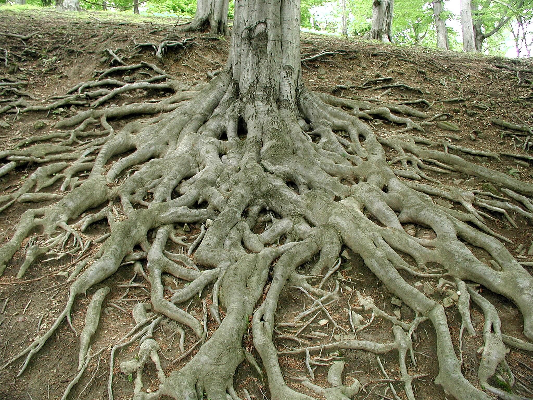 File:Roots of big old tree.jpg - Wikimedia Commons