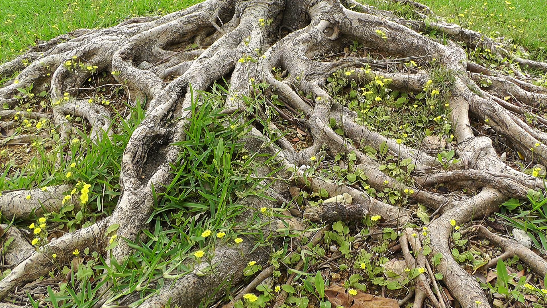 Old Tree Roots and Flowers at Spring Stock Video Footage - Videoblocks