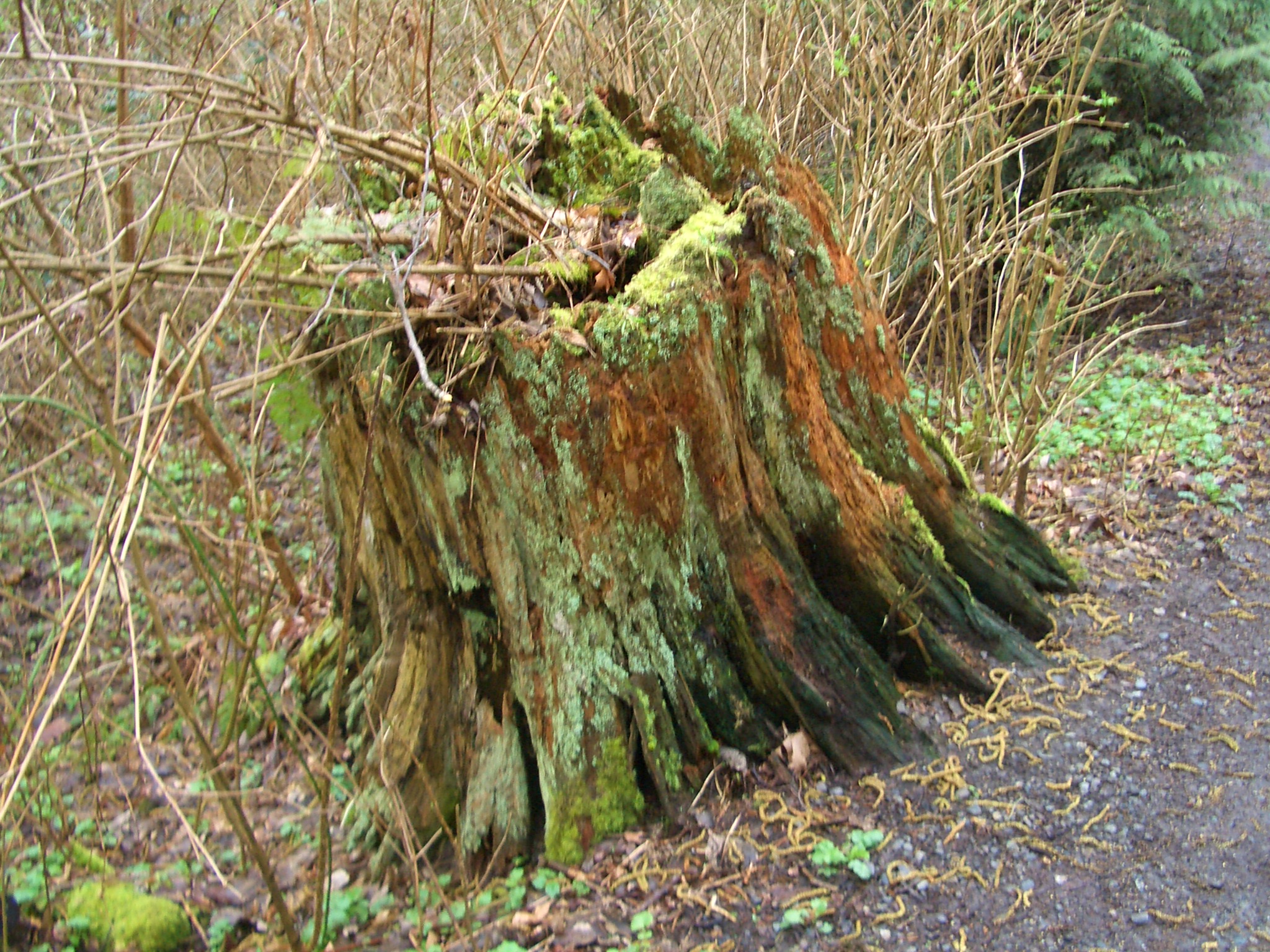 File:Carkeek-Park-Old-tree-stump-3365.jpg - Wikimedia Commons